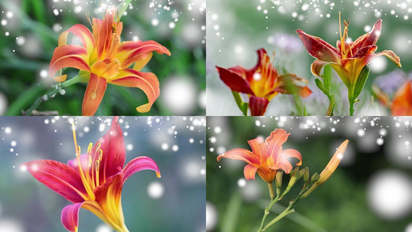 《萱草花》张小斐