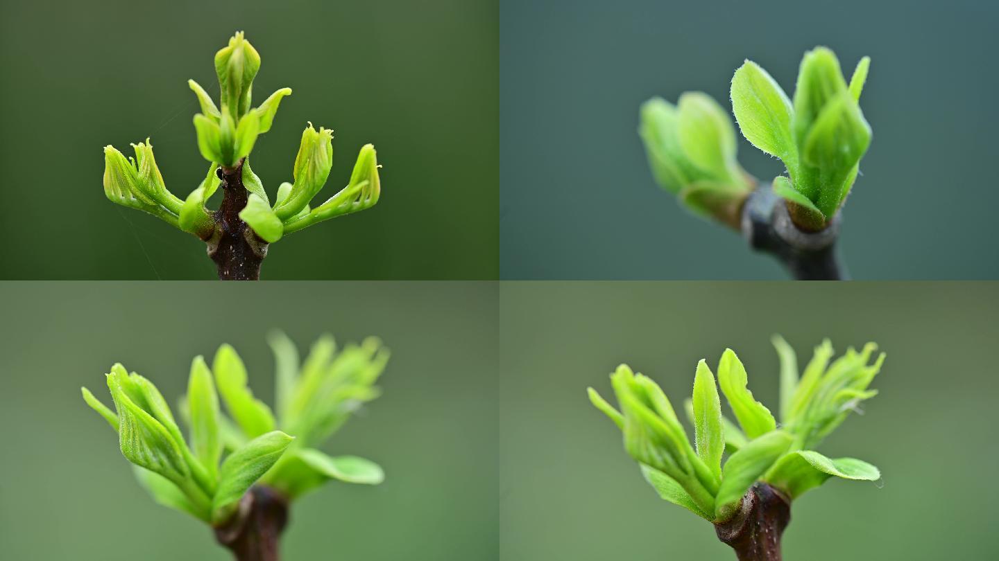 春意盎然万物复苏树木发芽4k唯美特写植物_3840x2160_高清视频素材