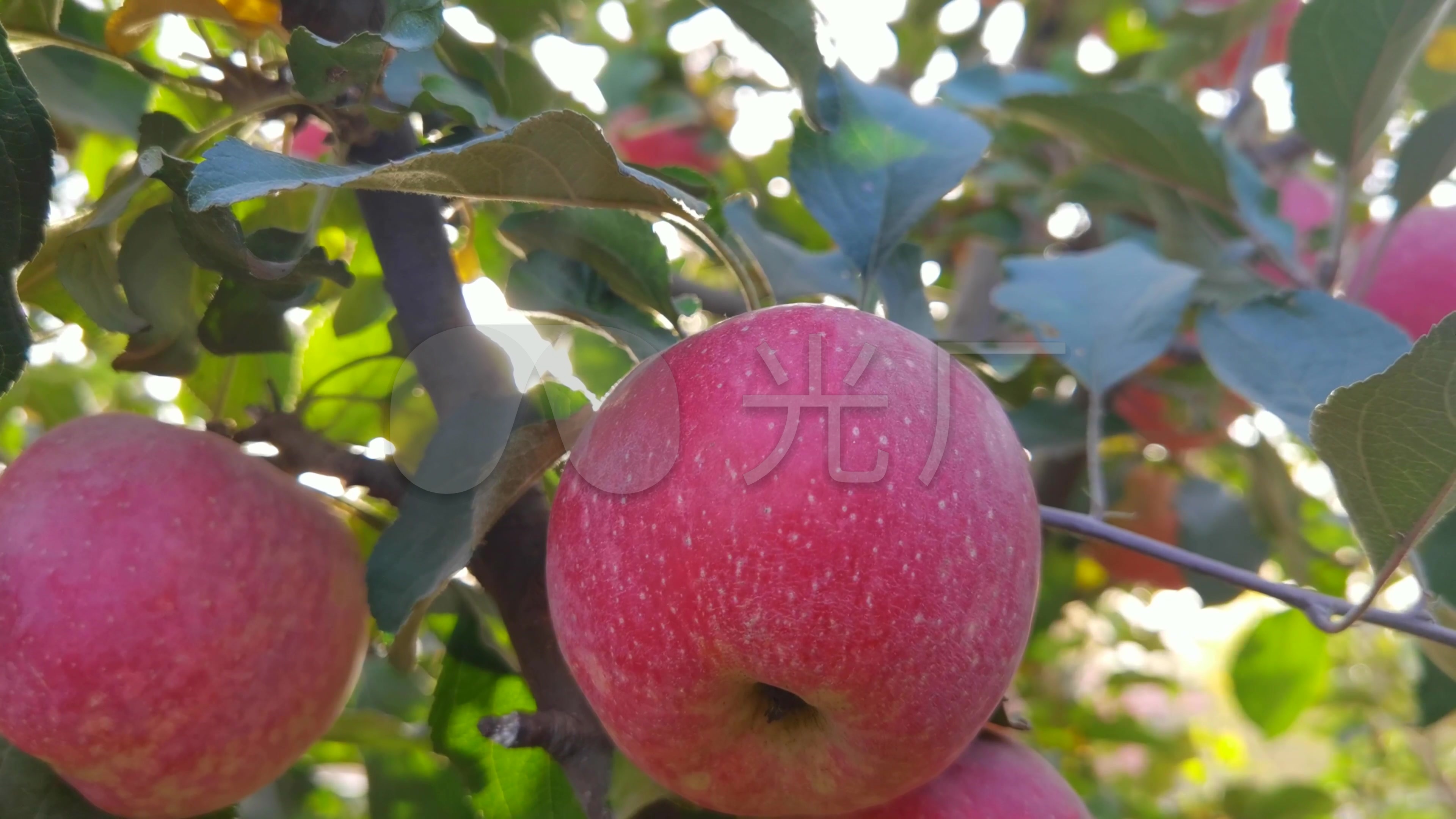 苹果苹果园唯美果园透光_3840x2160_高清视频素材下载(编号:5551776)