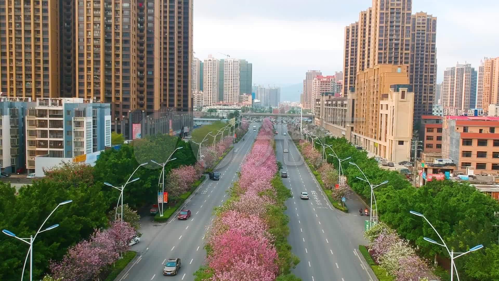 贵港迎宾大道紫荆花航拍_1920x1080_高清视频素材下载
