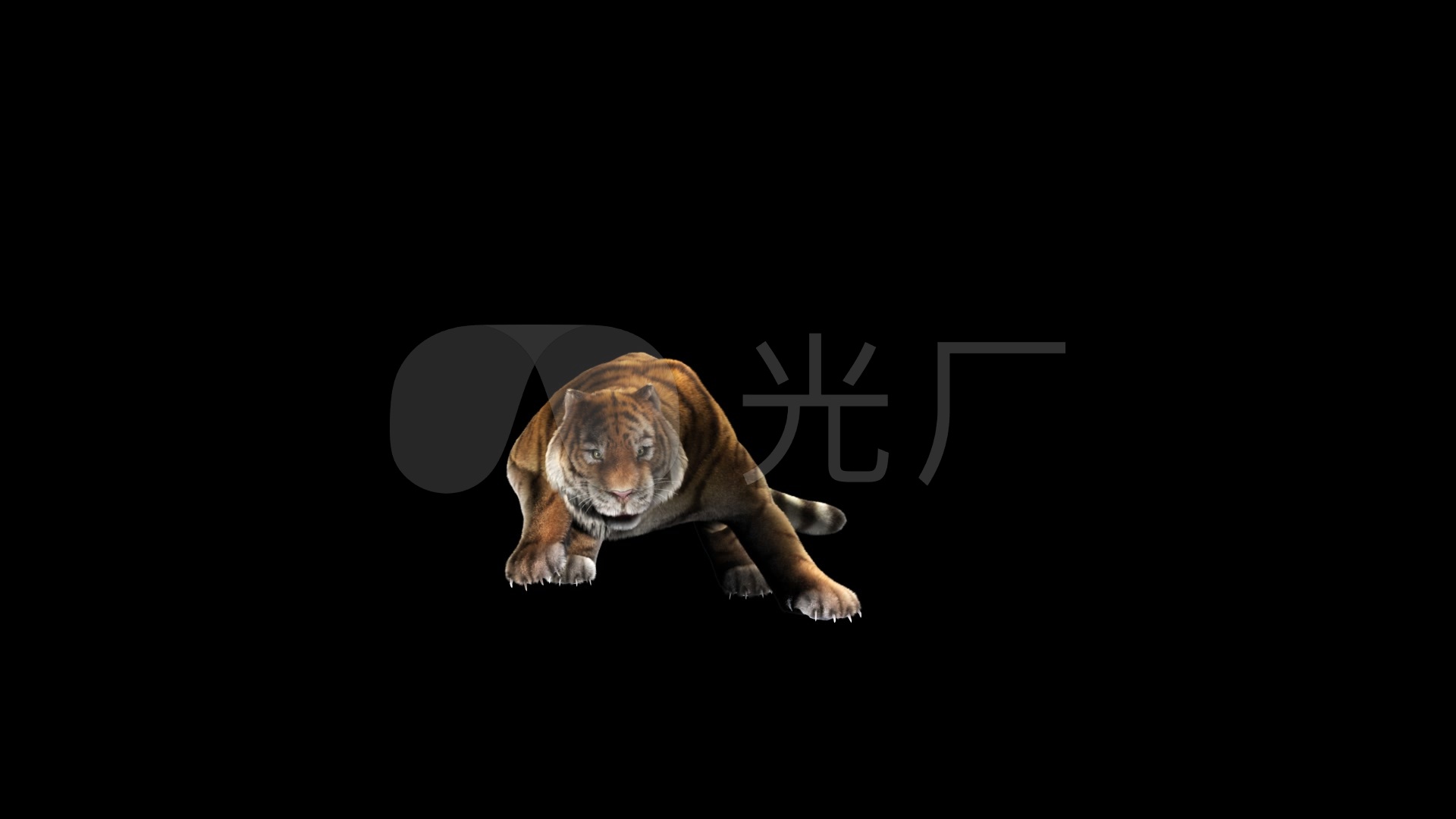 带透明背景老虎3d动画投影全息视频素材