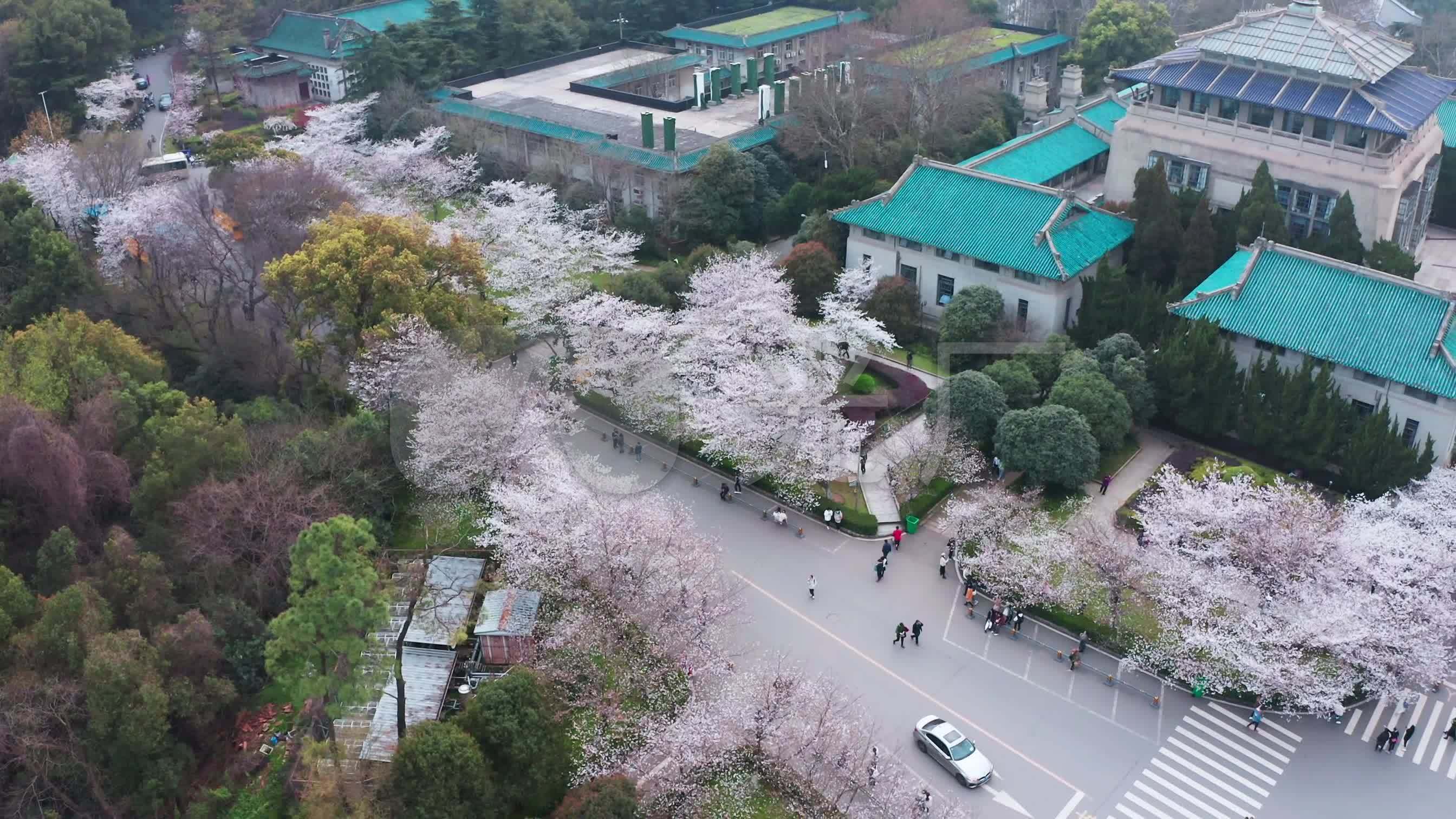 武汉宣传片武汉大学抗疫武大樱花航拍实拍_2688x1512