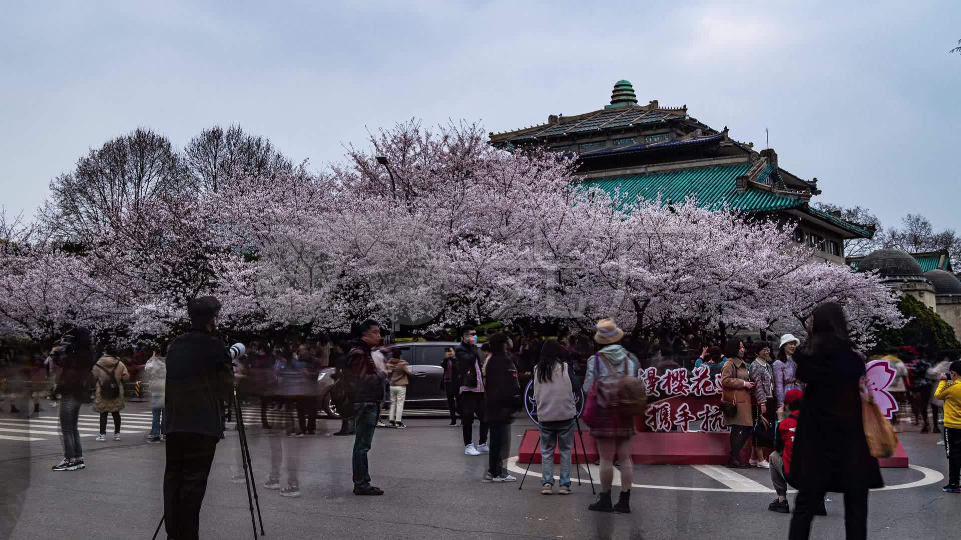 武汉大学樱花城堡延时_1920x1080_高清视频素材下载