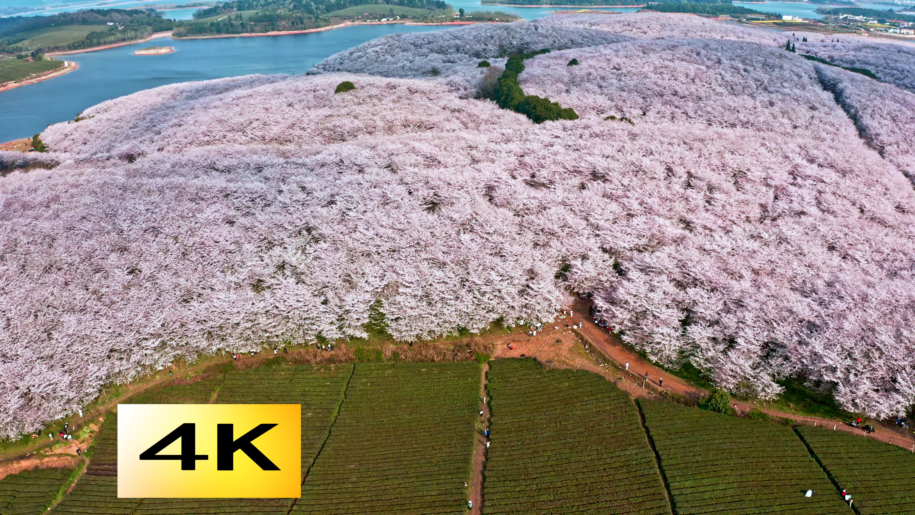 【4k】平坝万亩樱花园贵安樱花园樱花观赏