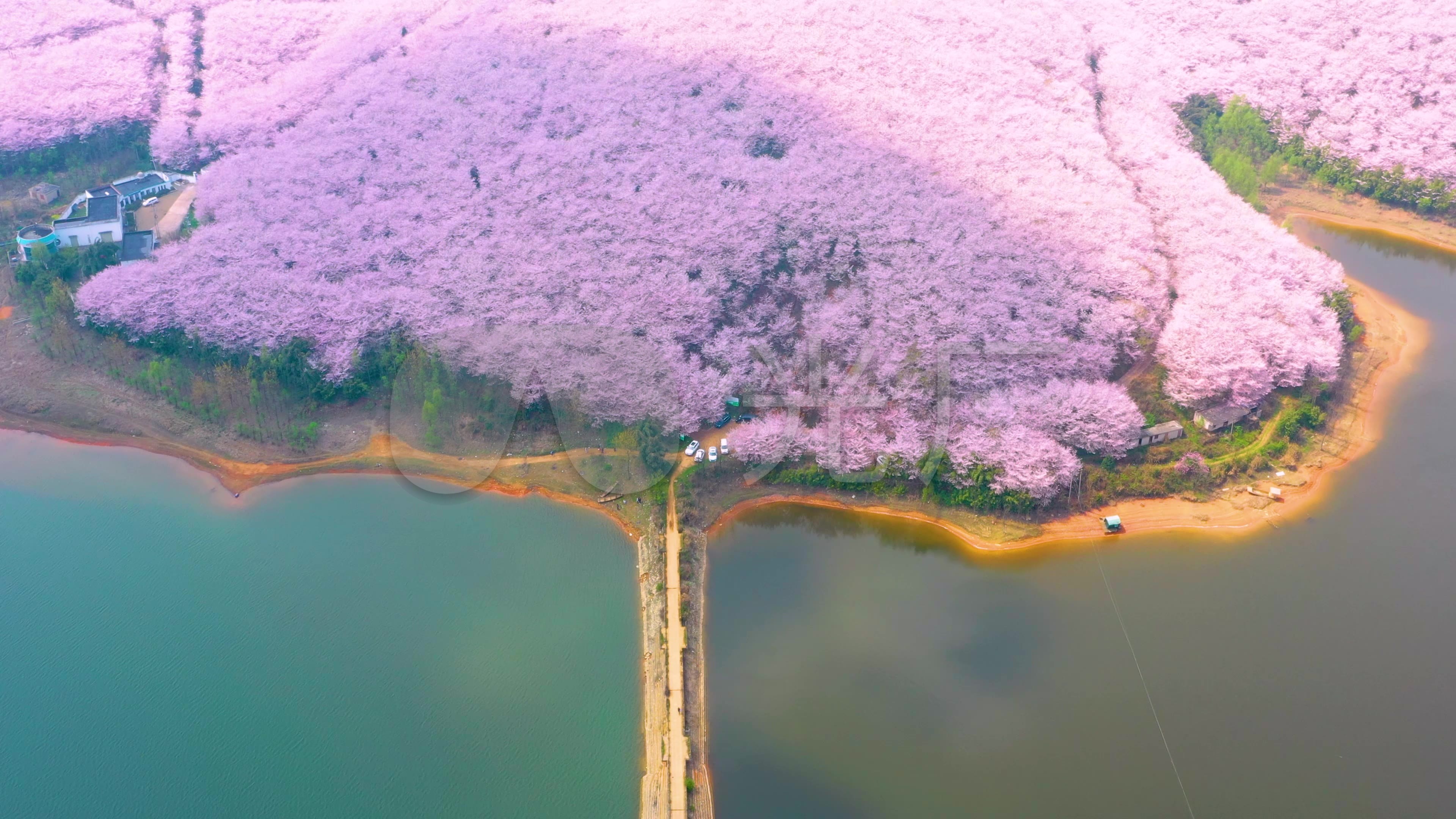 4k航拍贵州贵安新区平坝樱花园全景_3840x2160_高清