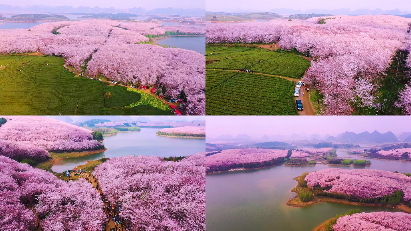 红枫湖平坝万亩樱花园