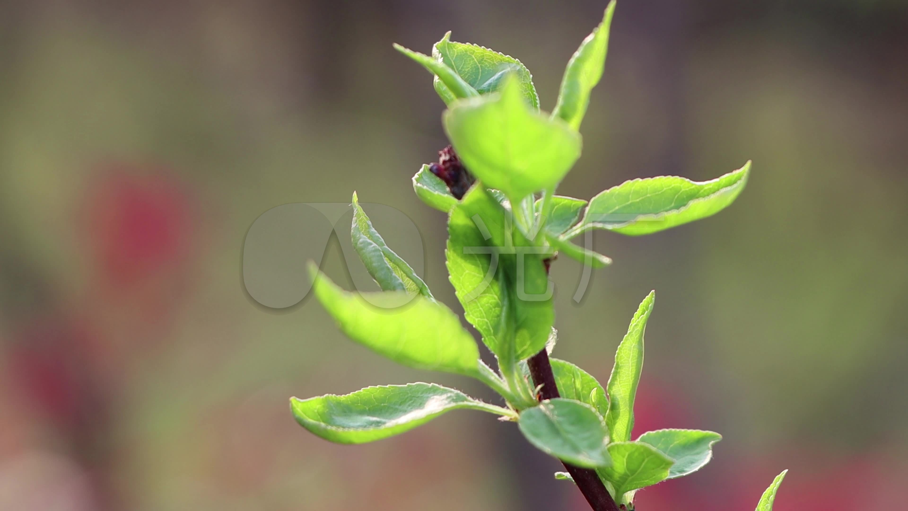 4k春天绿色植物树枝嫩芽实拍视频素材