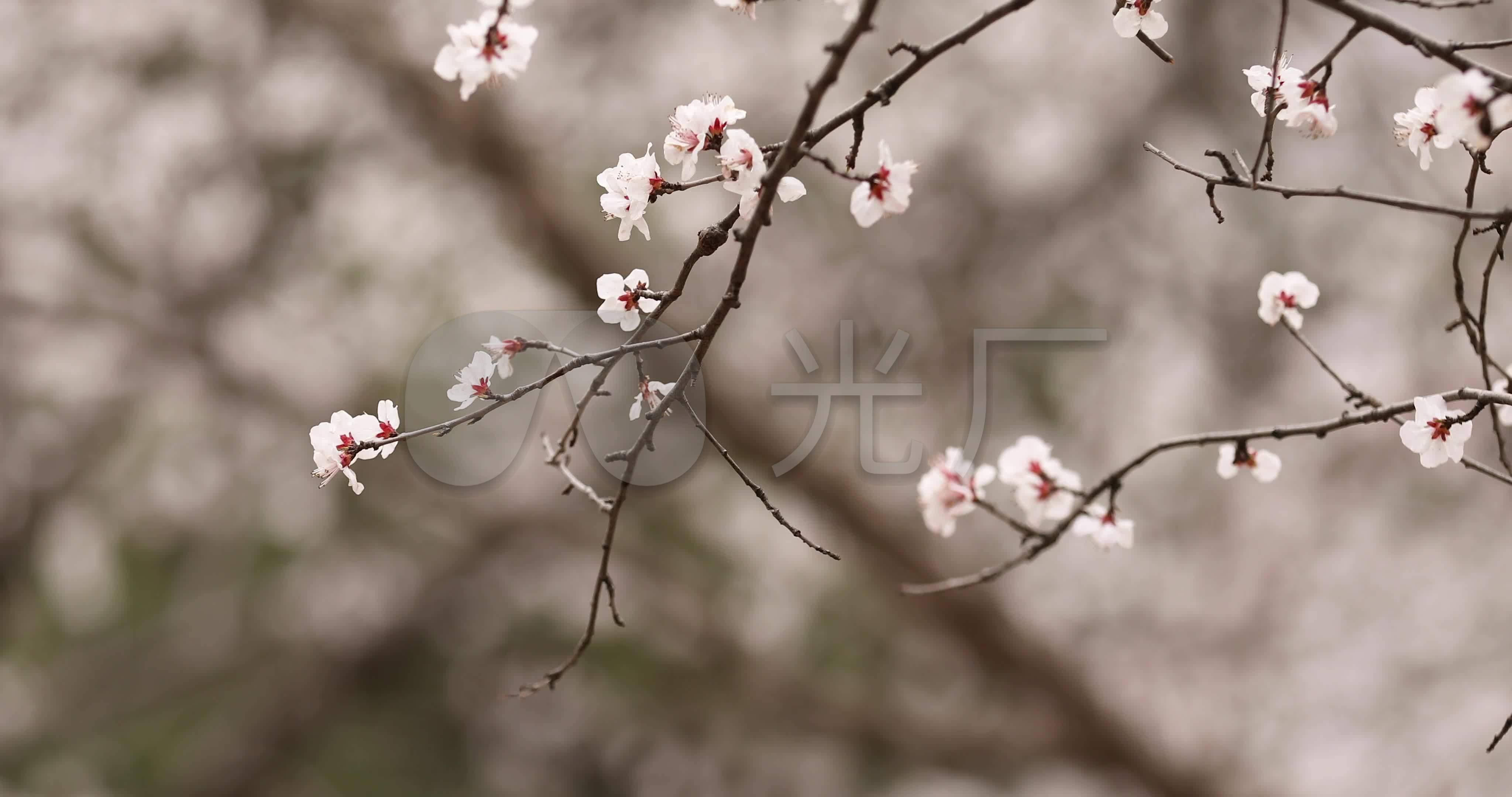 杏花唯美春天大山里山花烂漫的美景4k