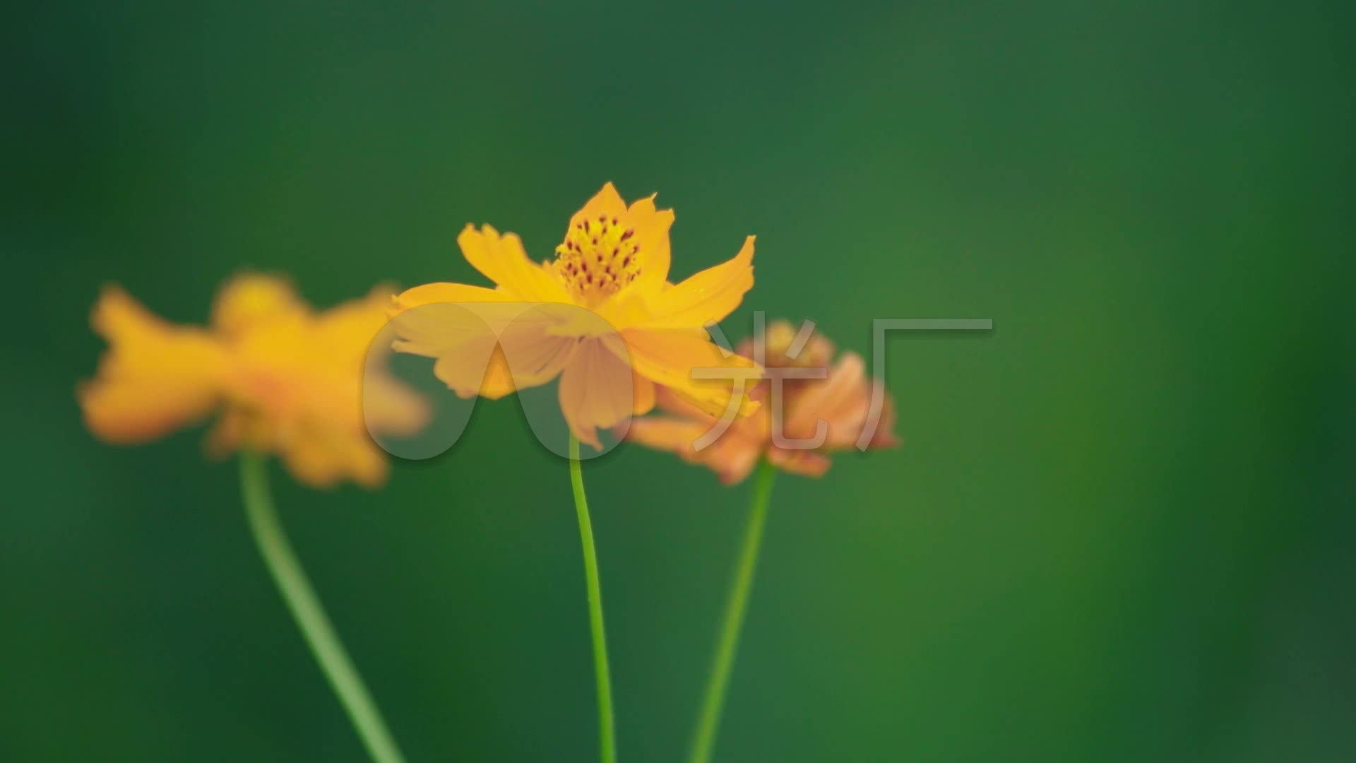 大自然鲜花