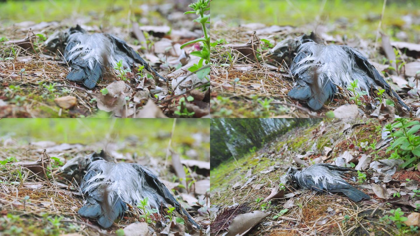 死鸟_3840x2160_高清视频素材下载(编号:5595739)