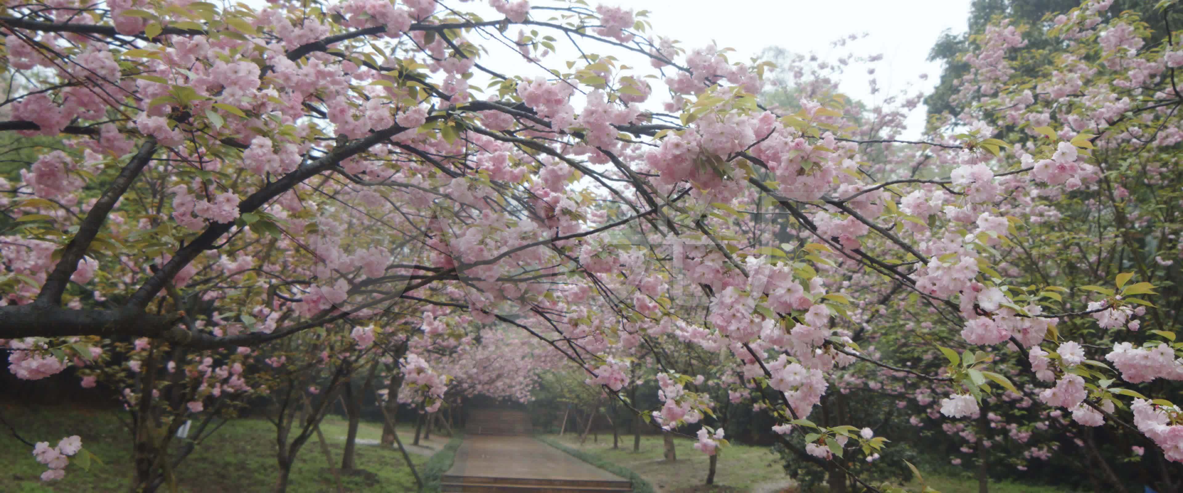 重庆南山植物园樱花大道