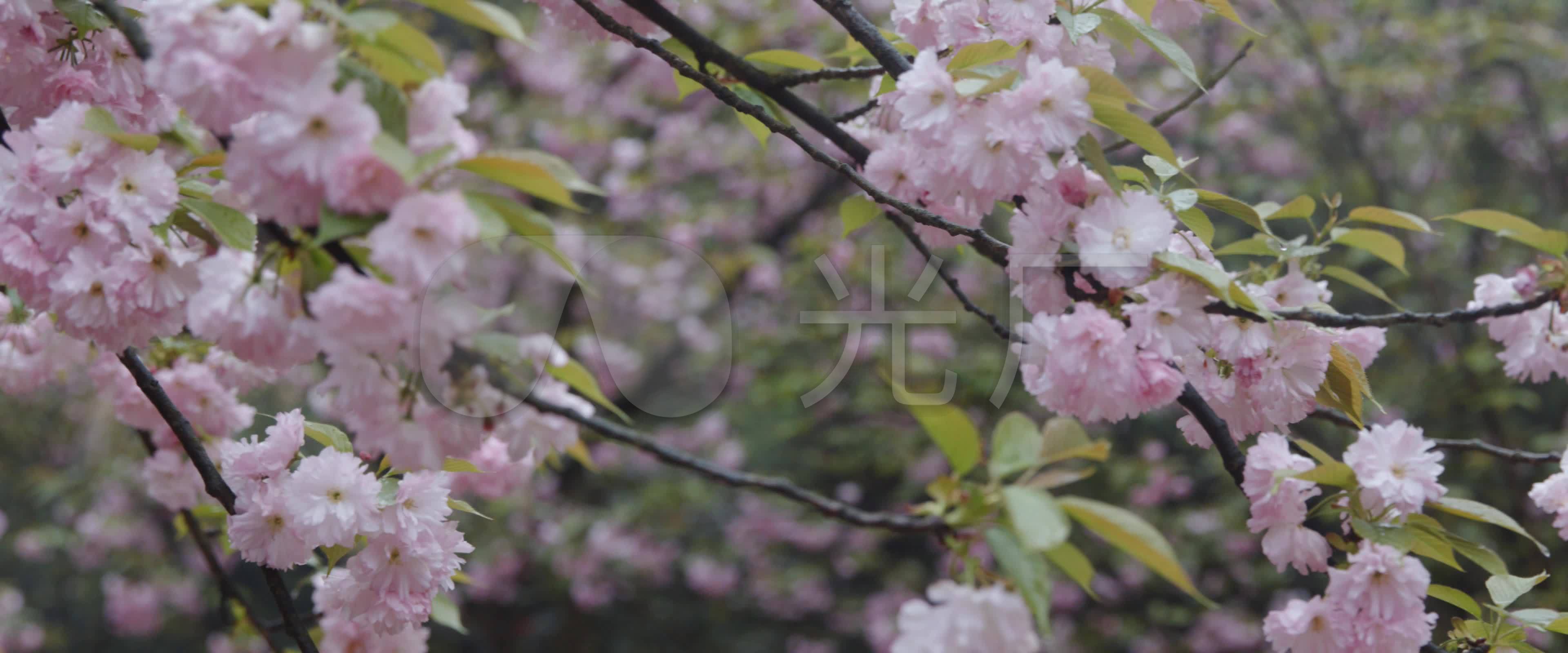 重庆南山植物园樱花大道