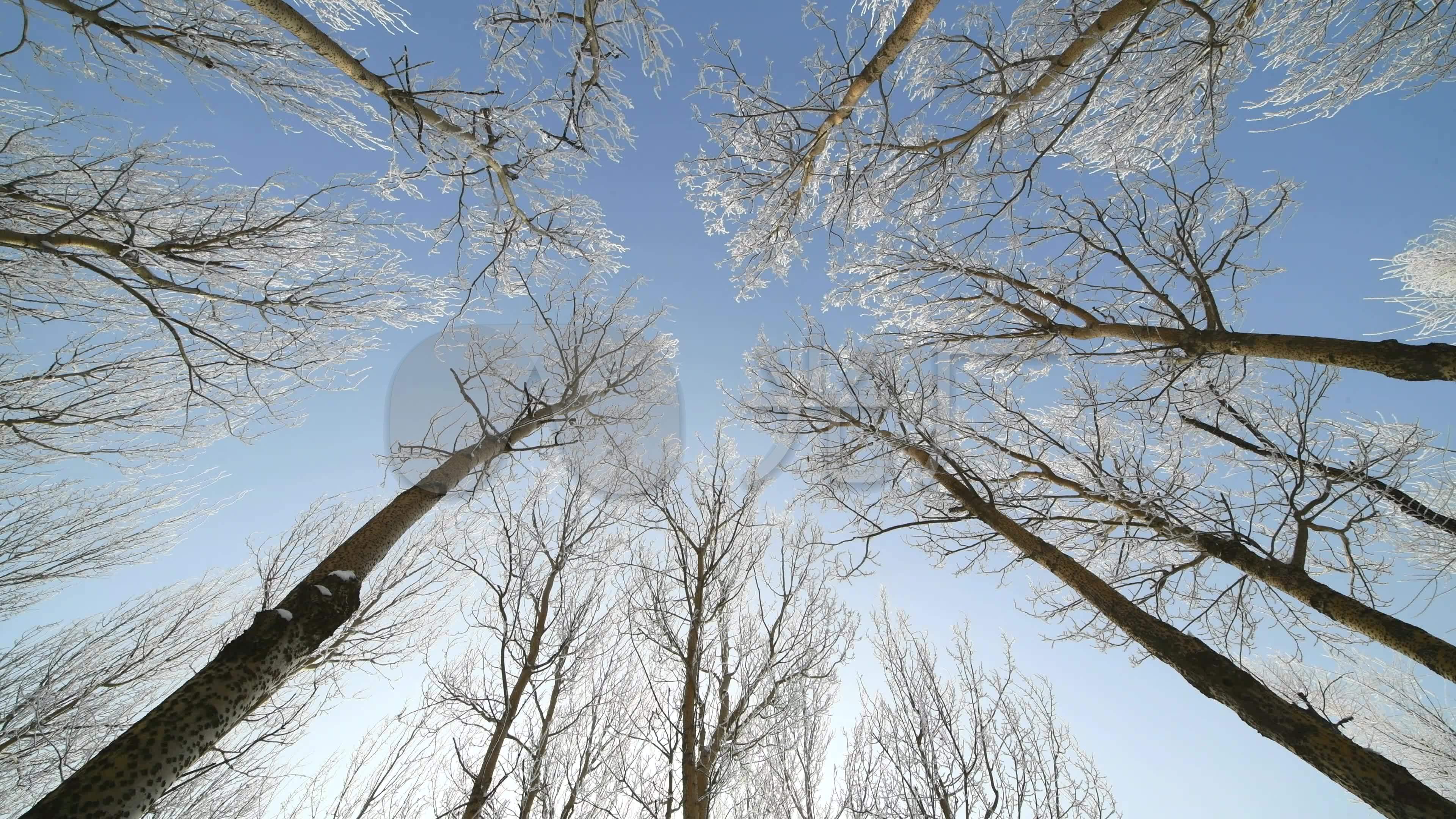 仰拍大树,雪景,大气雪景,雾凇,树挂