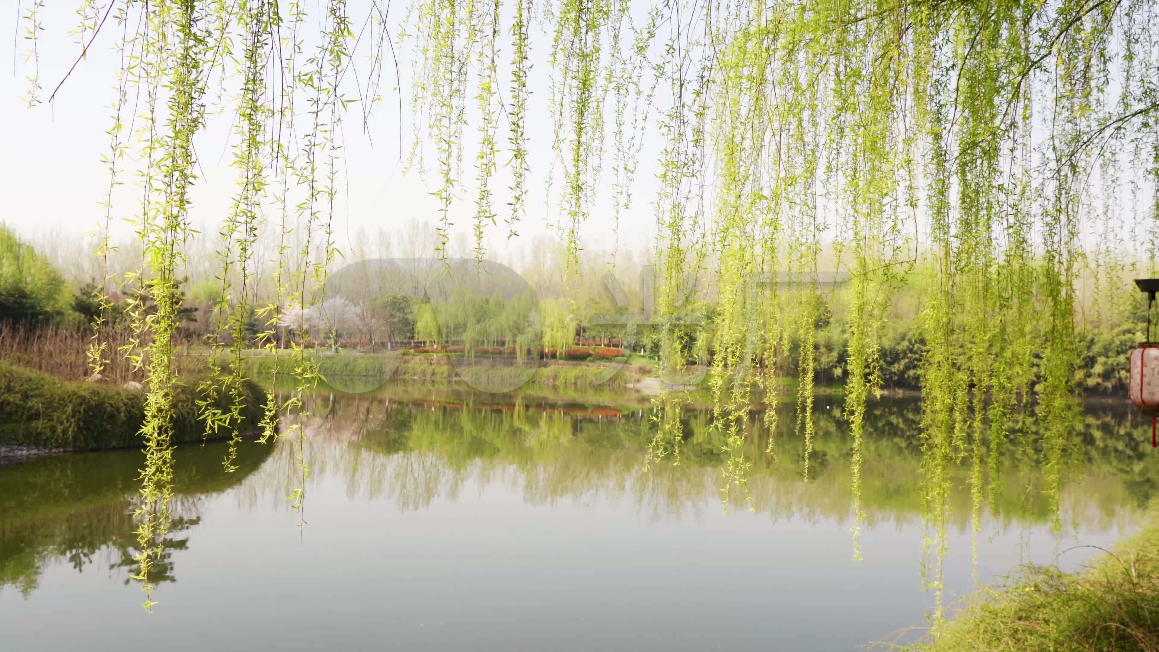 【原创】4k唯美拍摄春天垂柳柳树