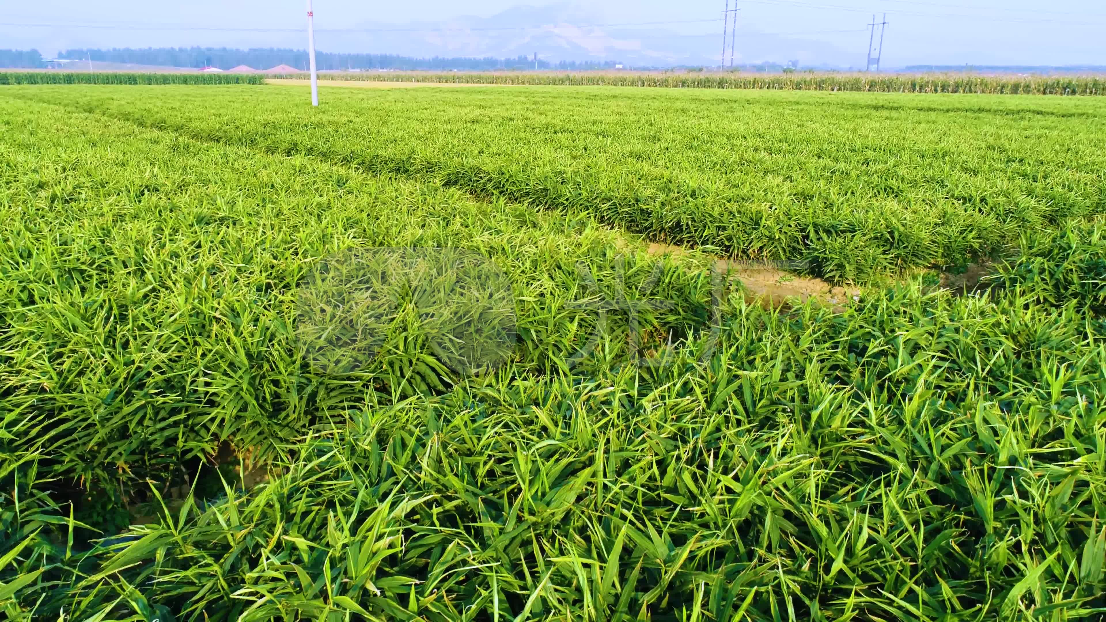 【原创】航拍生姜种植基地4k超高清
