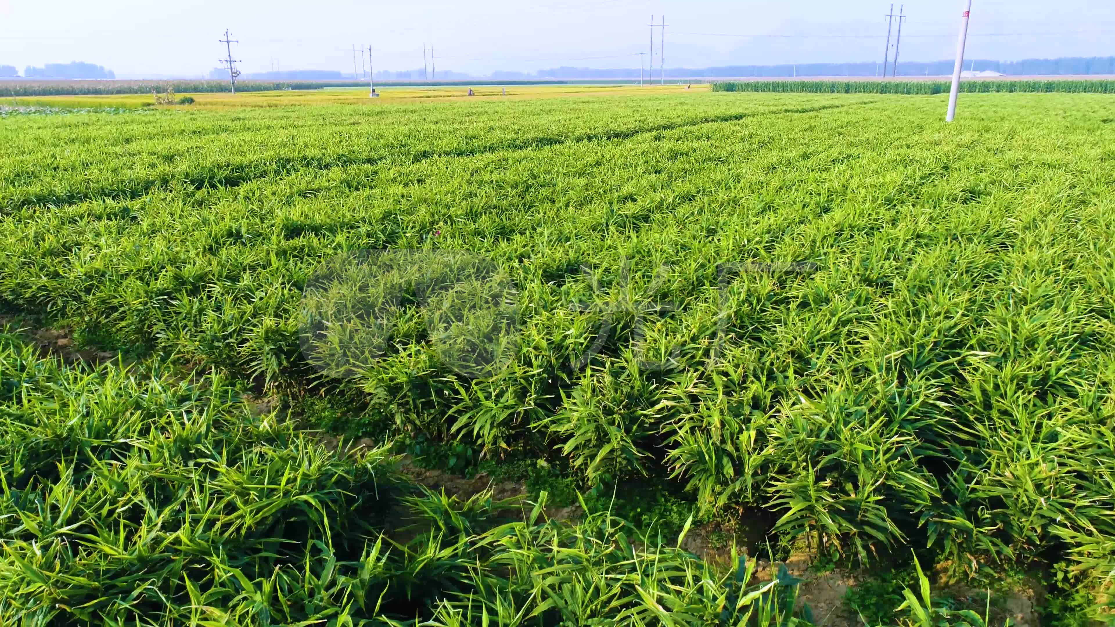 【原创】航拍生姜种植基地4k超高清