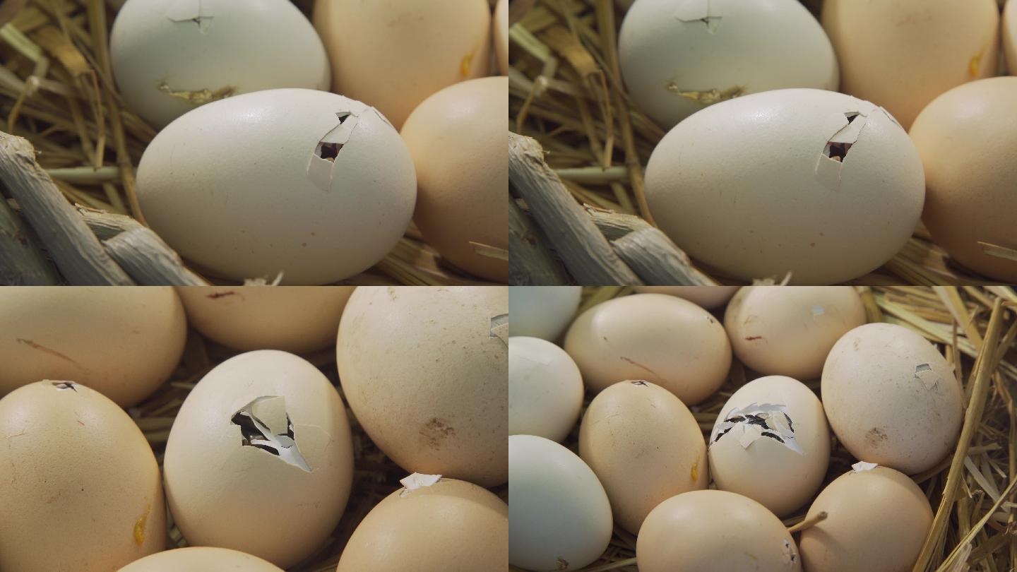 实拍小鸡破壳
