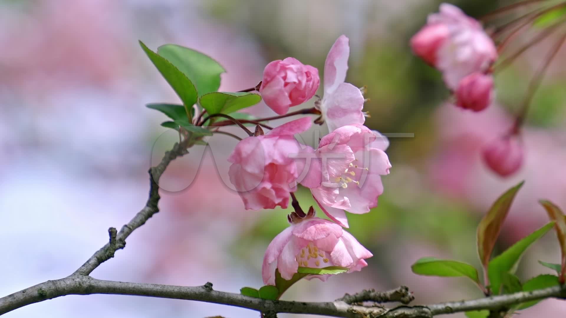 实拍春天唯美的海棠花开放