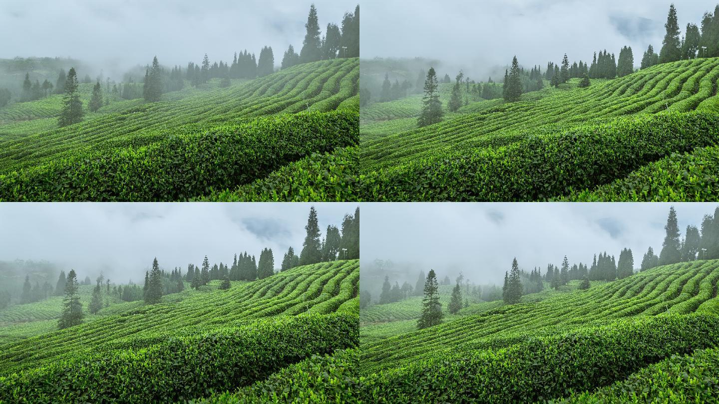 高山云雾茶园
