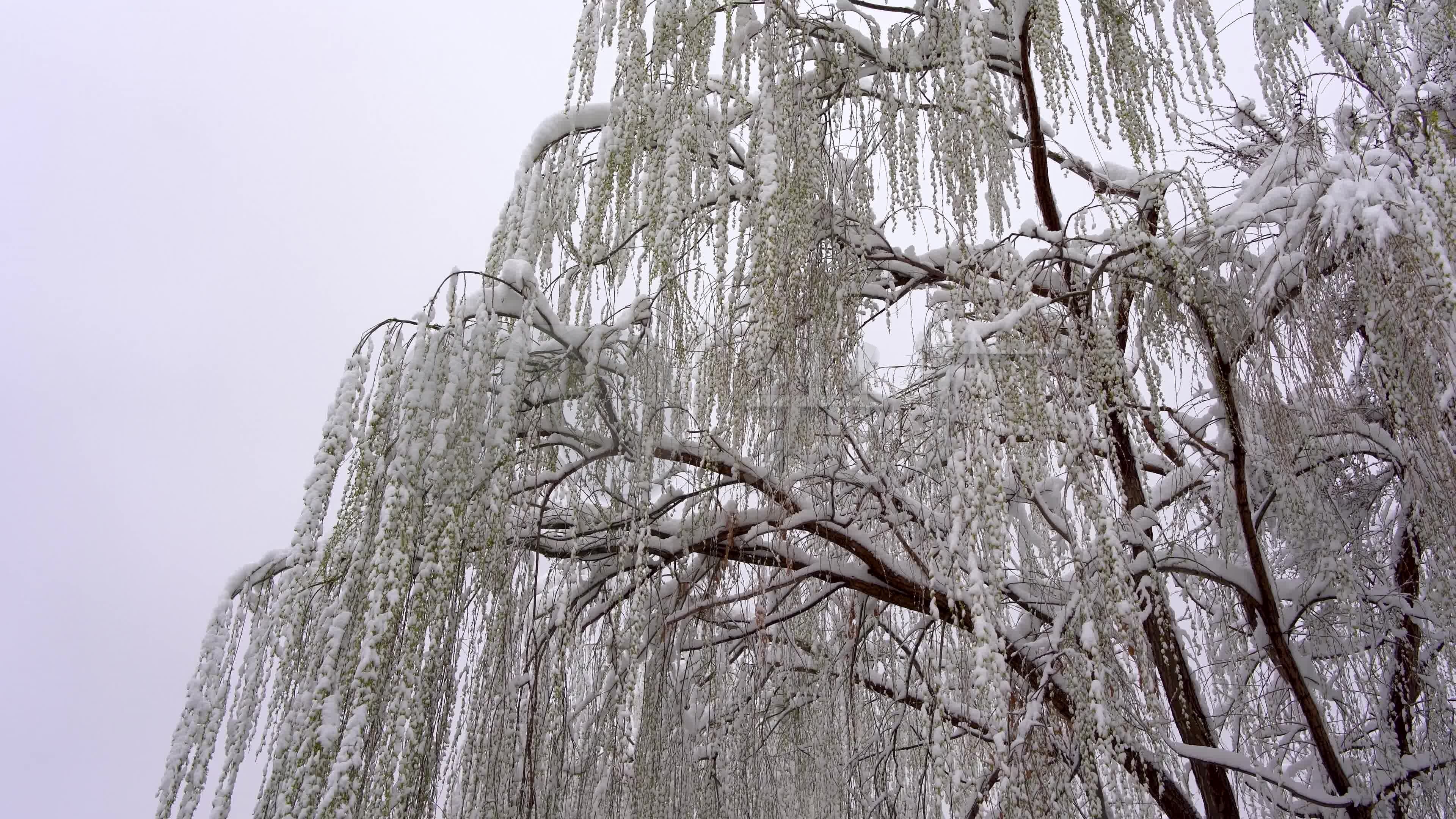 4k实拍雪中垂柳春雪柳树雪压枝头_3840x2160_高清视频