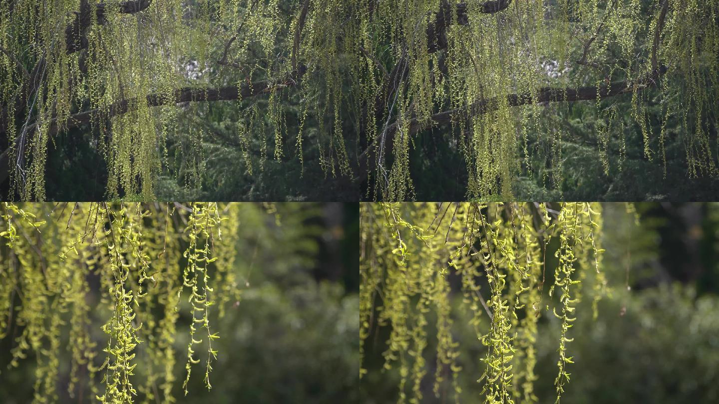 柳树柳枝柳叶柳条杨柳发芽