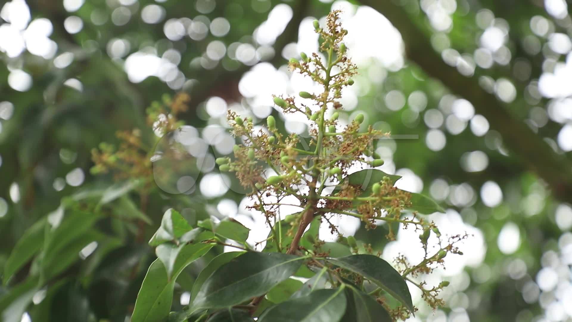 荔枝开花,荔枝幼果期,荔枝花_1920x1080_高清视频素材