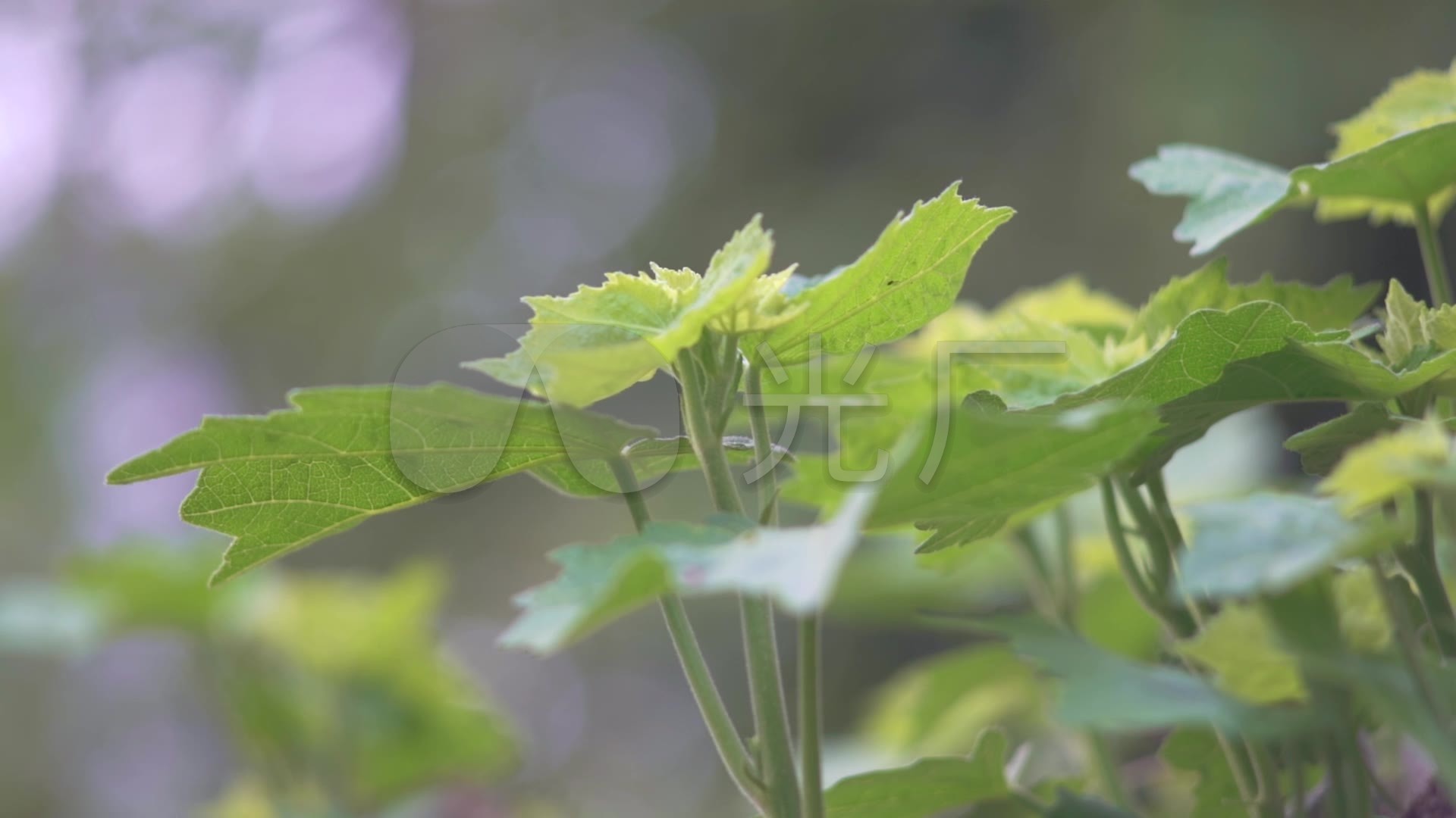 树叶阳光透过树叶自然唯美清新素材,可商用