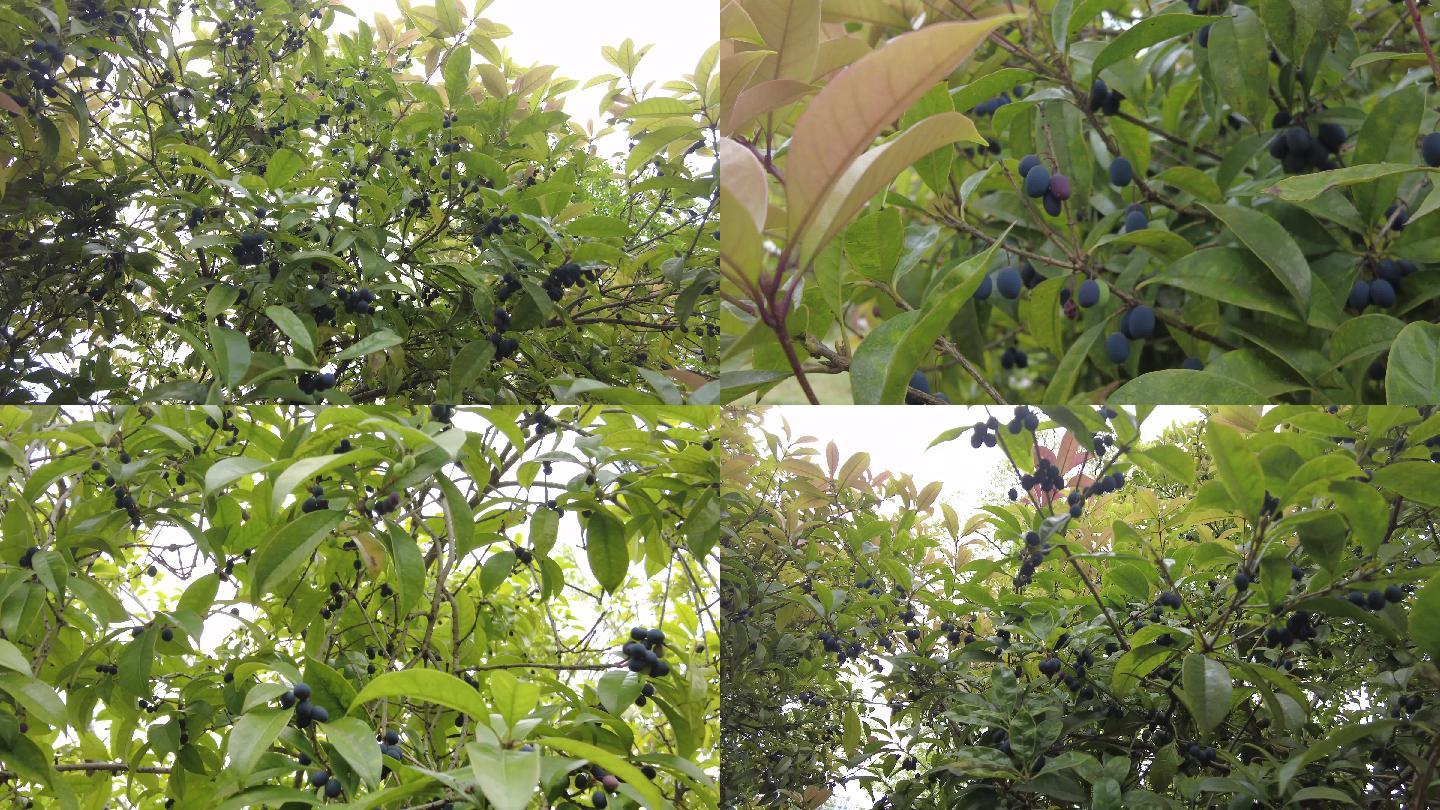 桂花树结的果实