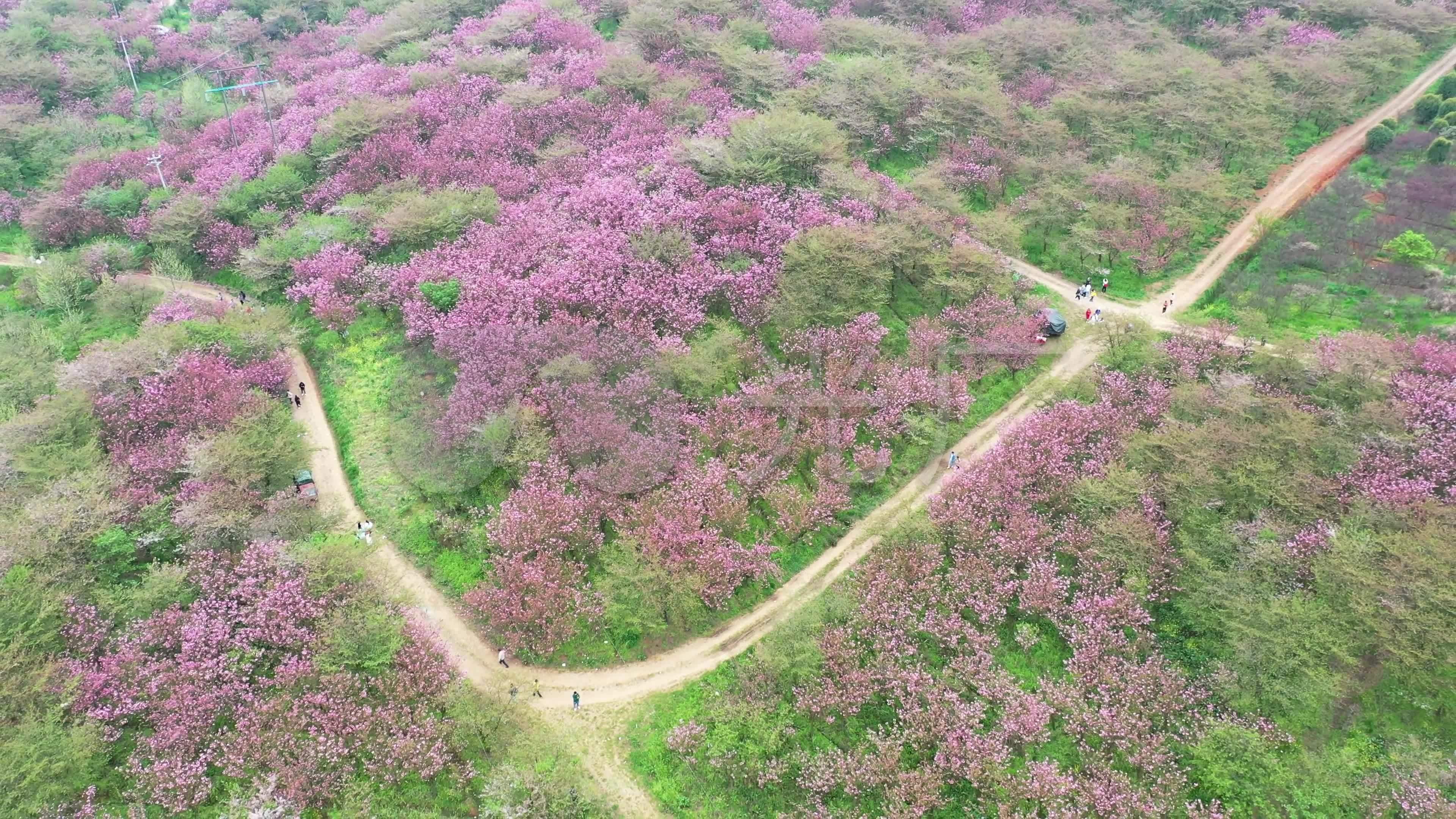 平坝农场樱花园