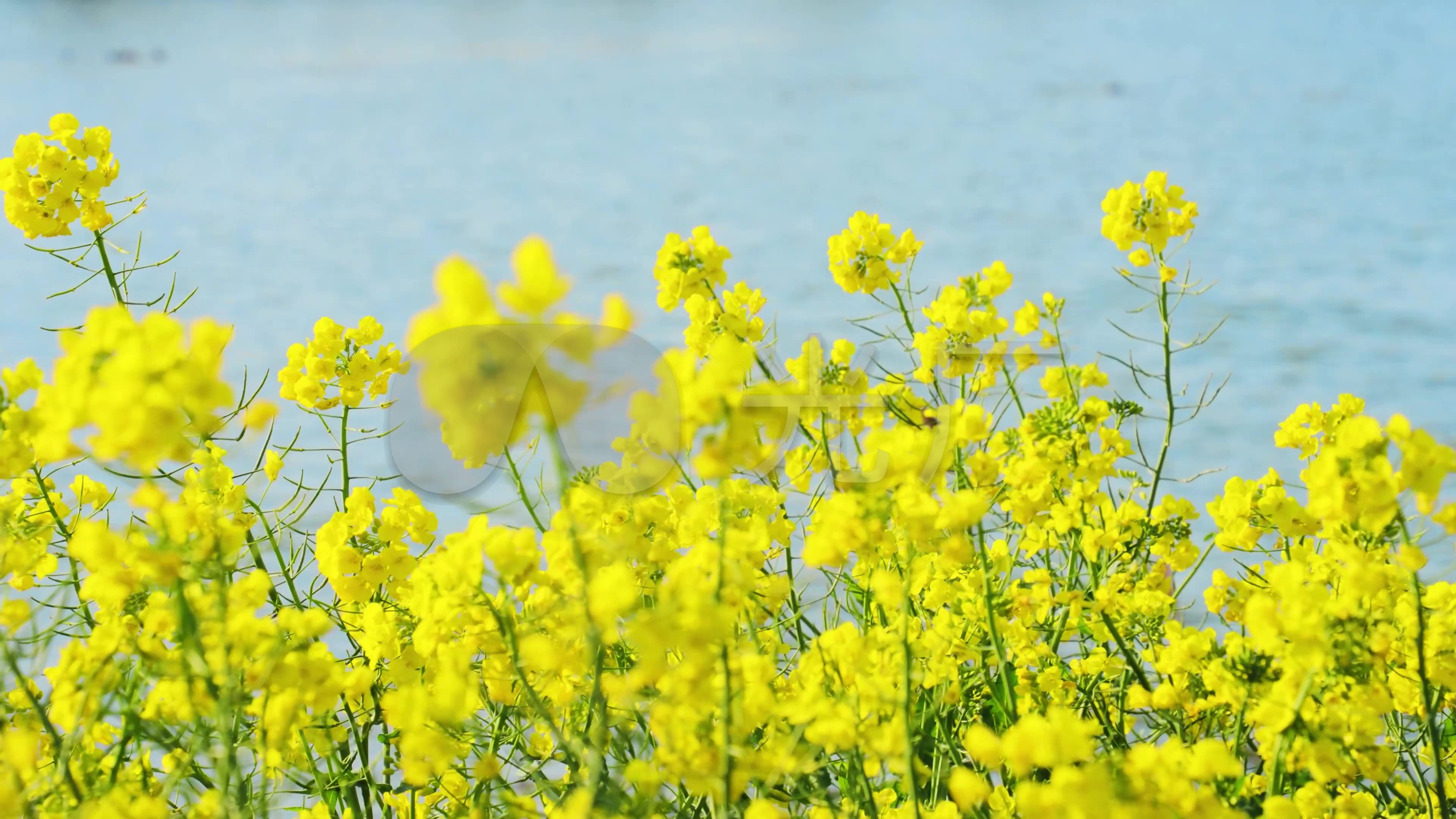 【4k】唯美升格油菜花_3840x2160_高清视频素材下载