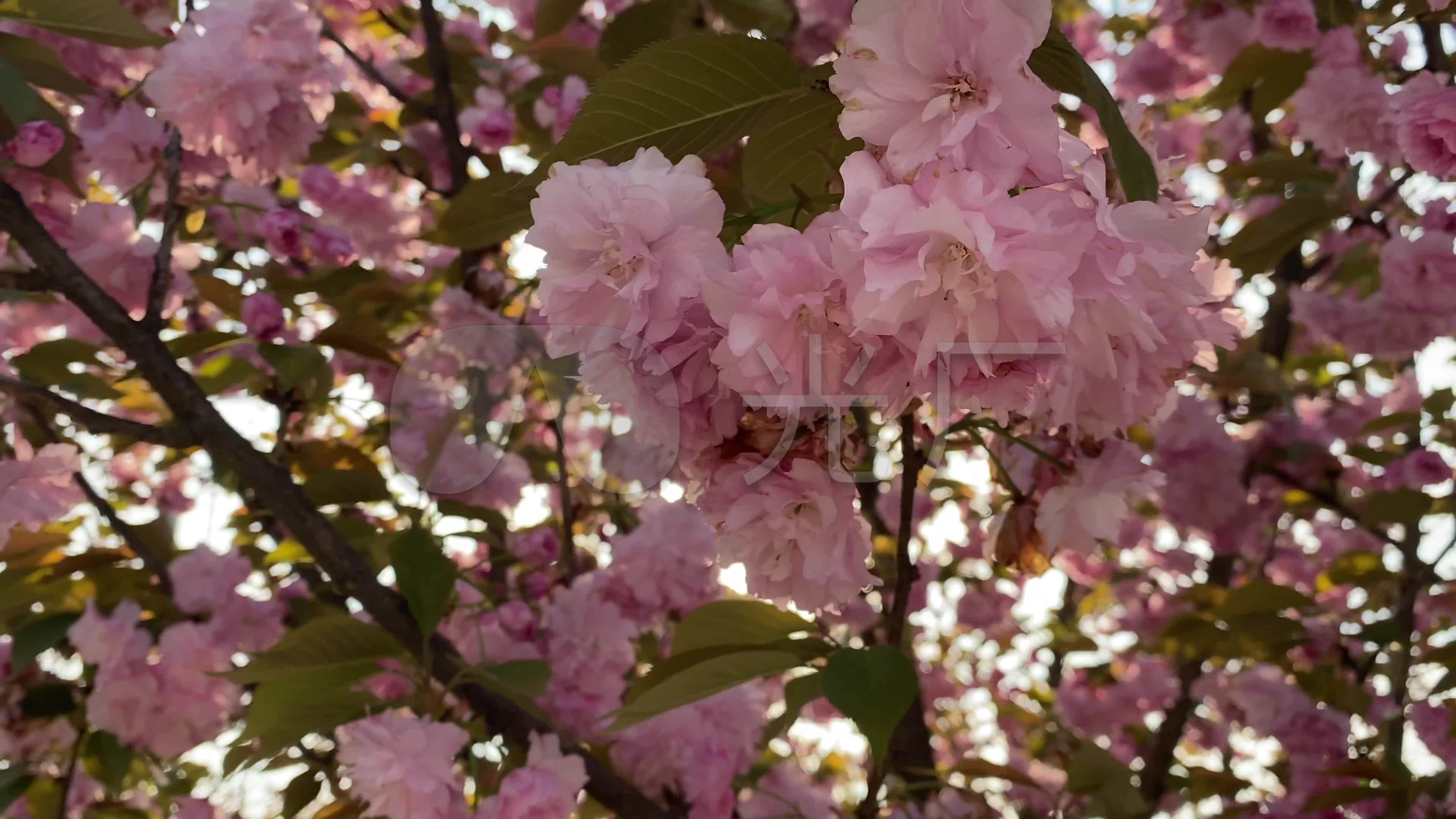 实拍日本晚樱花_3840x2160_高清视频素材下载(编号:5658990)_实拍视频