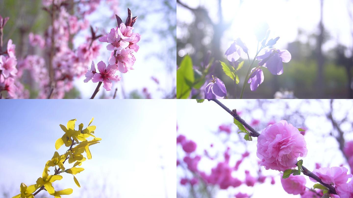 春天唯美樱花桃花盛开万物复苏蜜蜂