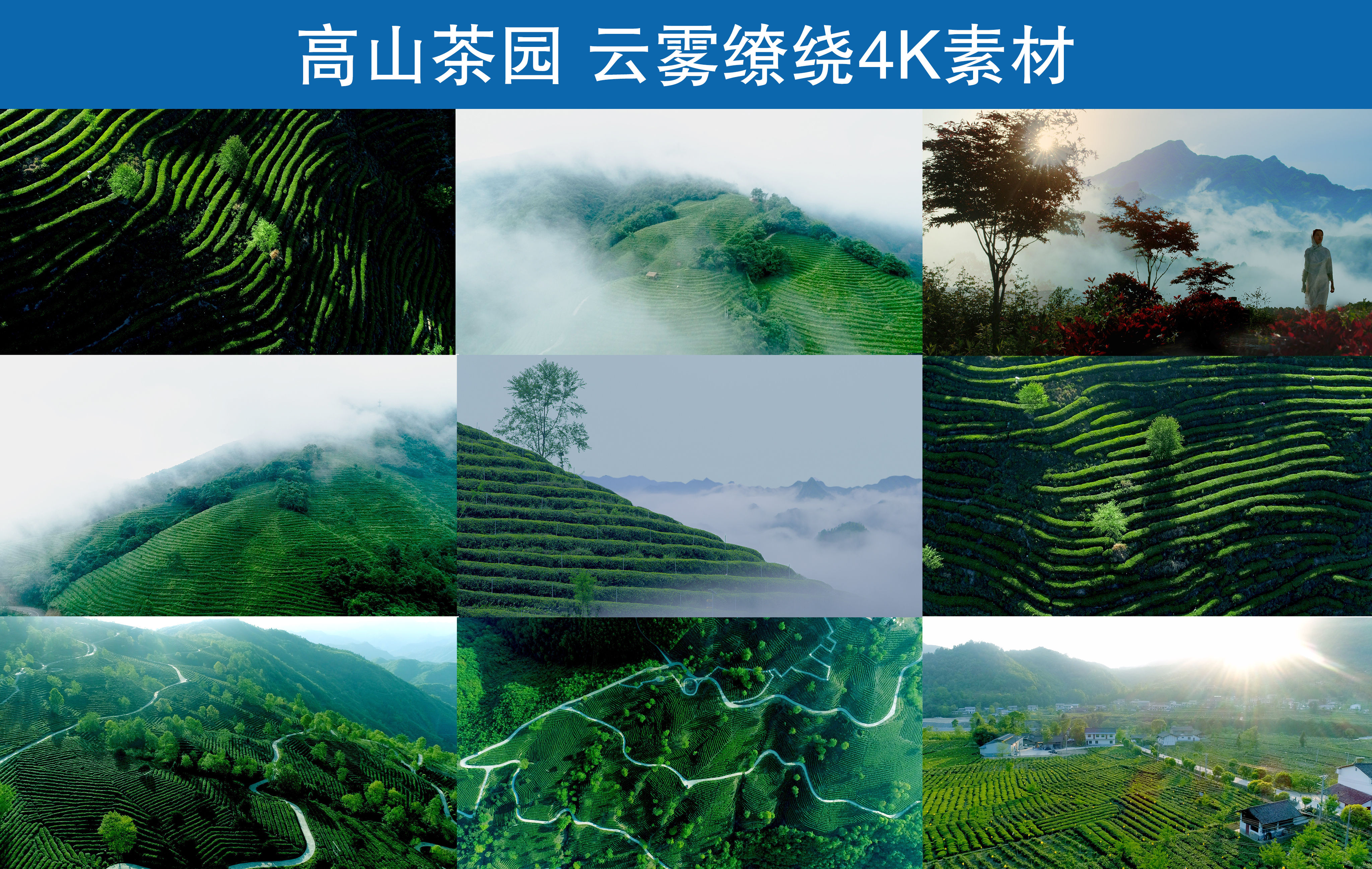 高山茶园云雾缭绕茶山云海4k素材