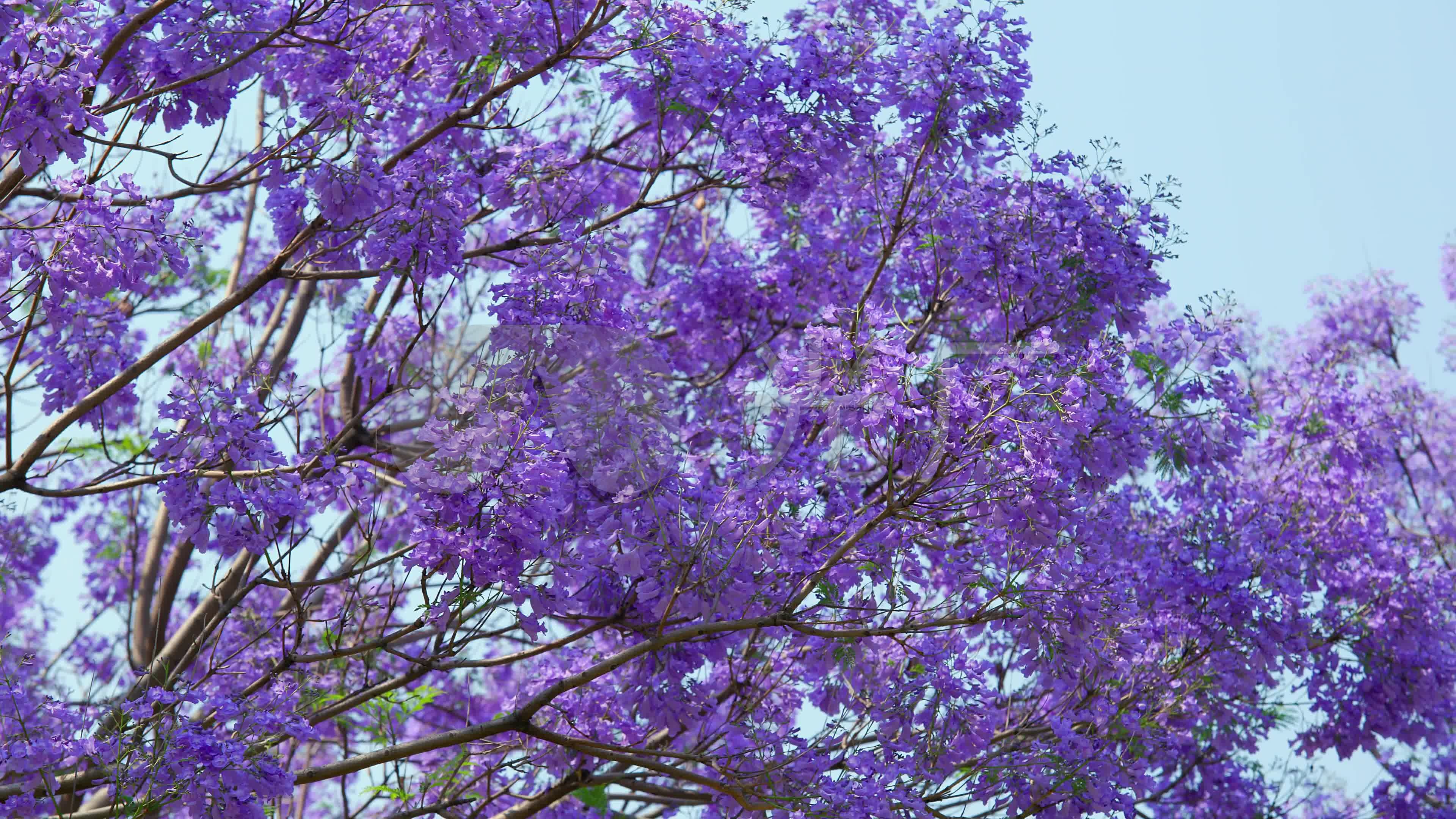 蓝花楹_3840x2160_高清视频素材下载(编号:5675664)_实拍视频_vj师网