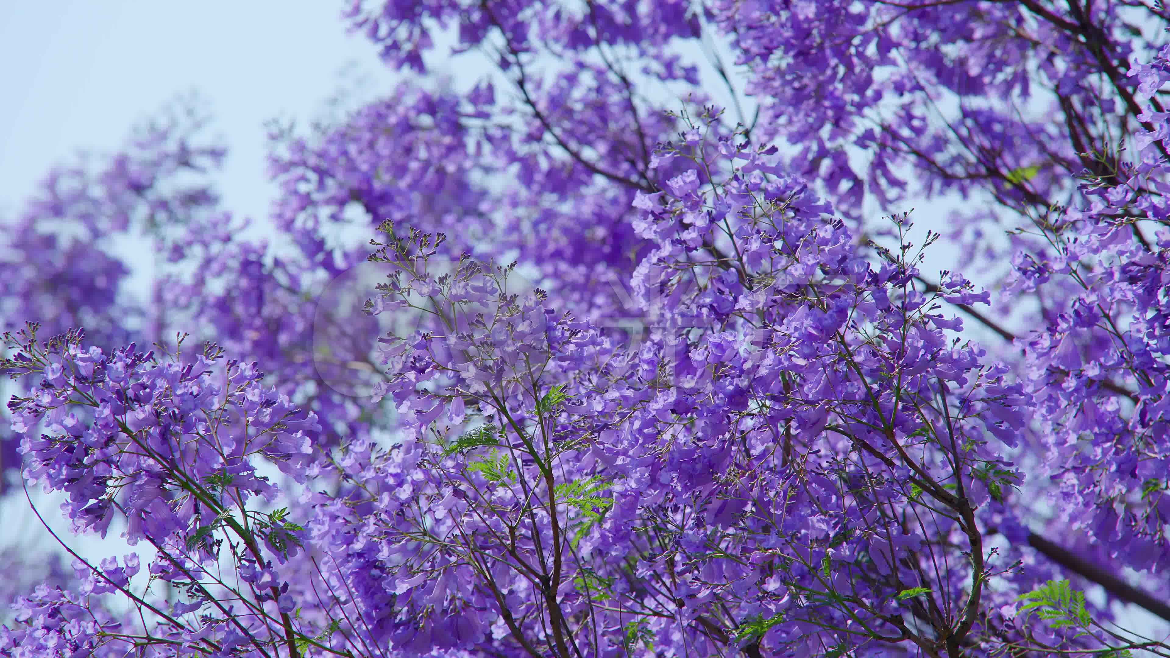 蓝花楹_3840x2160_高清视频素材下载(编号:5675664)_实拍视频_vj师网