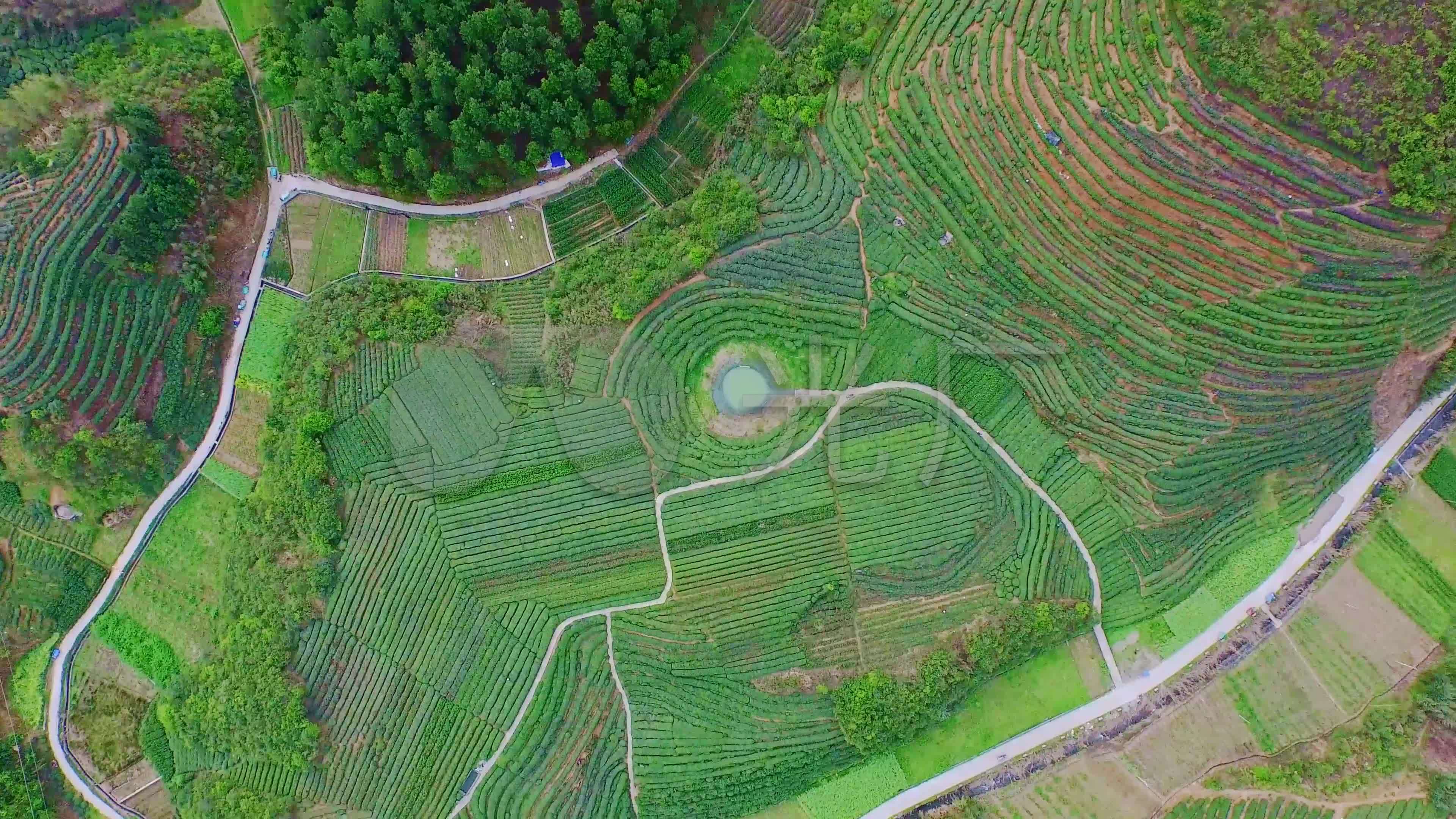 4k航拍茶园茶山整齐俯拍旋_3840x2160_高清视频素材下载(编号:5674228