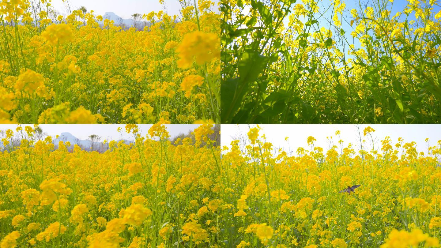 4k唯美春天油菜花-美丽春天