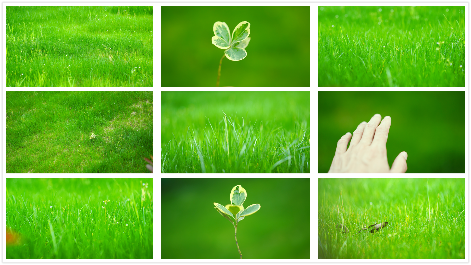 小草青青草地草坪干净唯美清新自然文艺空镜头绿色环保草丛写意意境