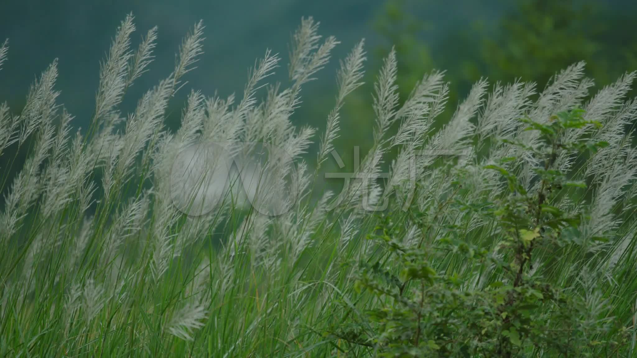 春天农村风光芦苇丛_2048x1152_高清视频素材下载(:)