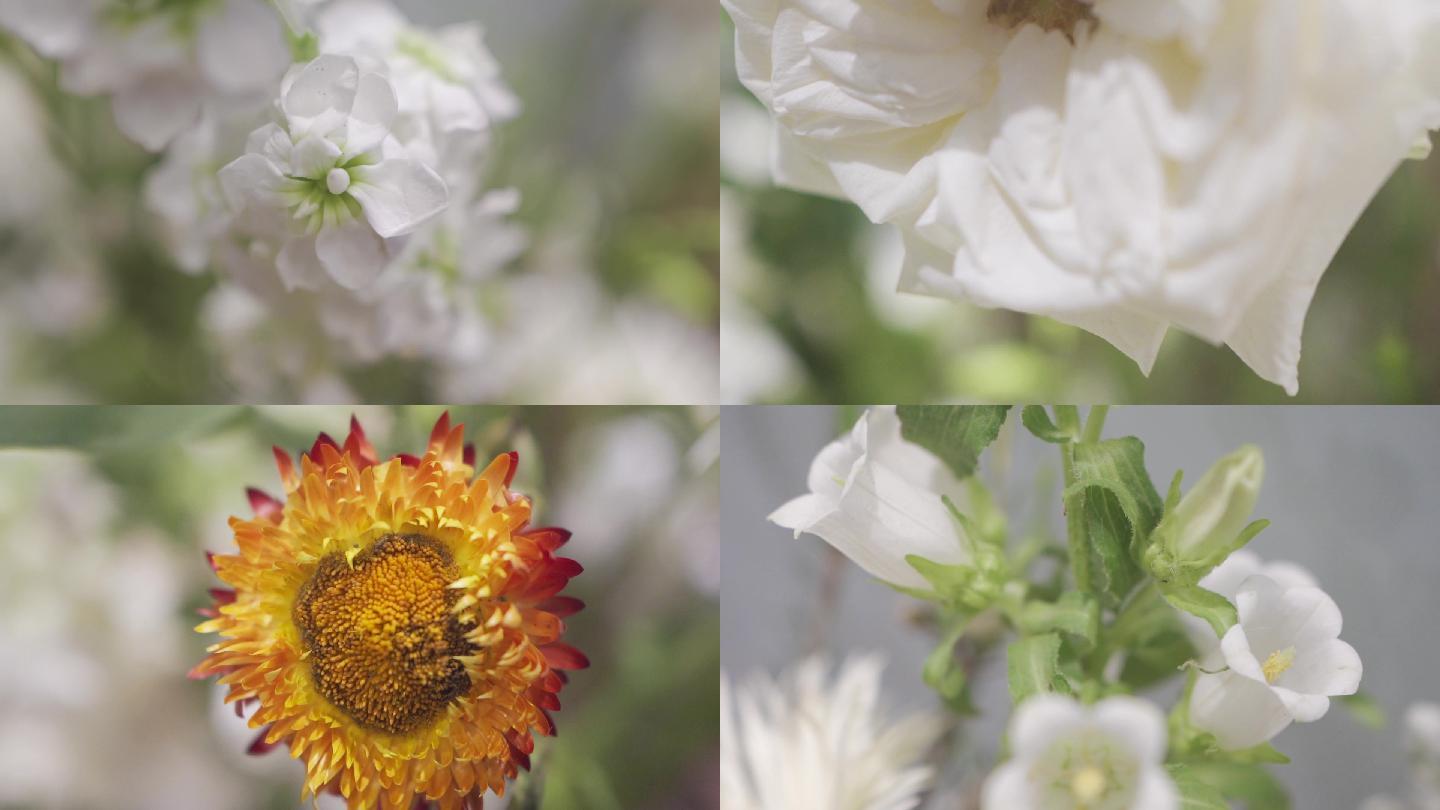 视频素材 实拍视频 自然风景 唯美小清新花朵花瓣鲜花盛开 声明水印不