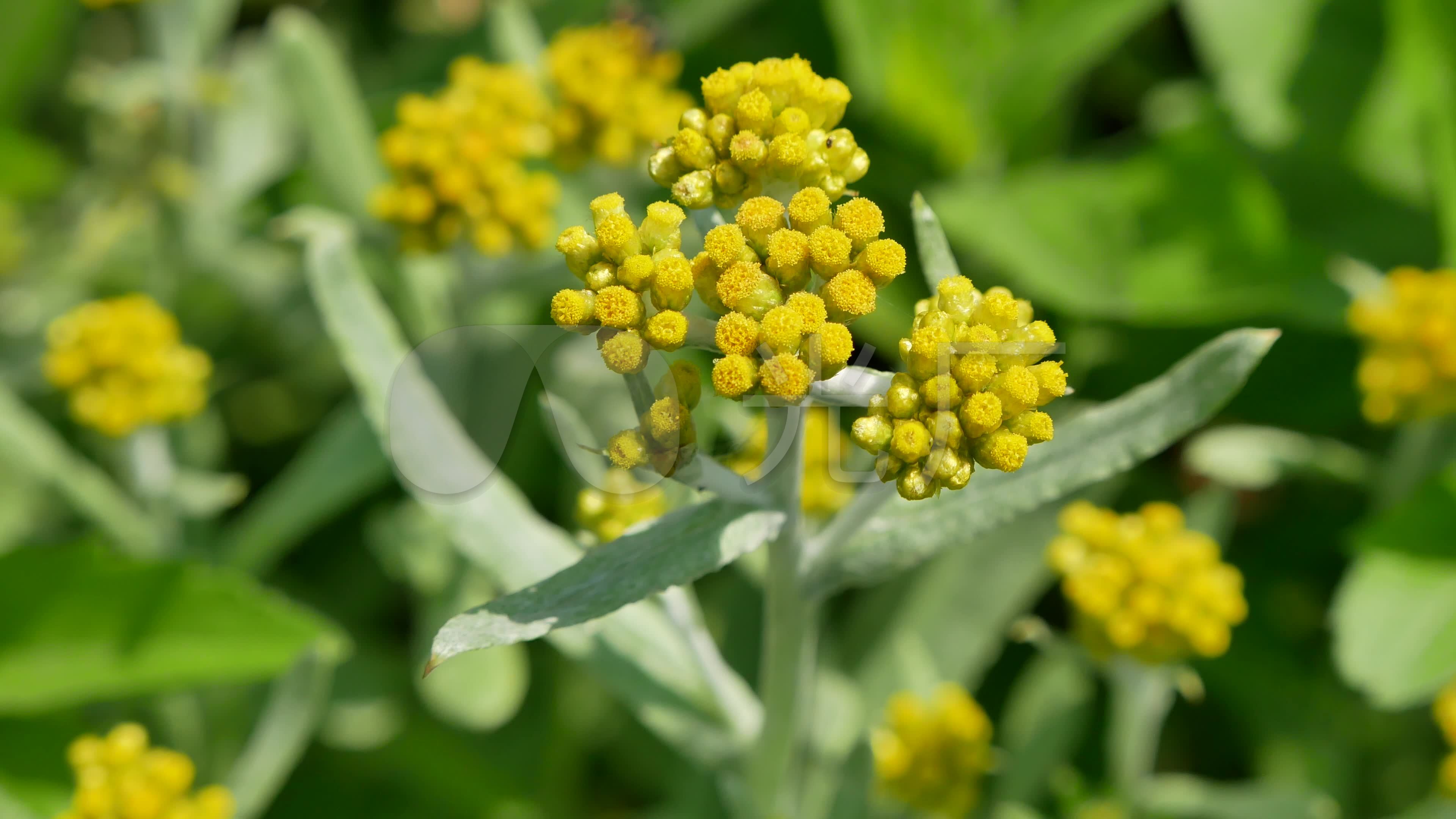 鼠麴草_野菜_中药材草药_3840x2160_高清视频素材下载(编号:5691180)