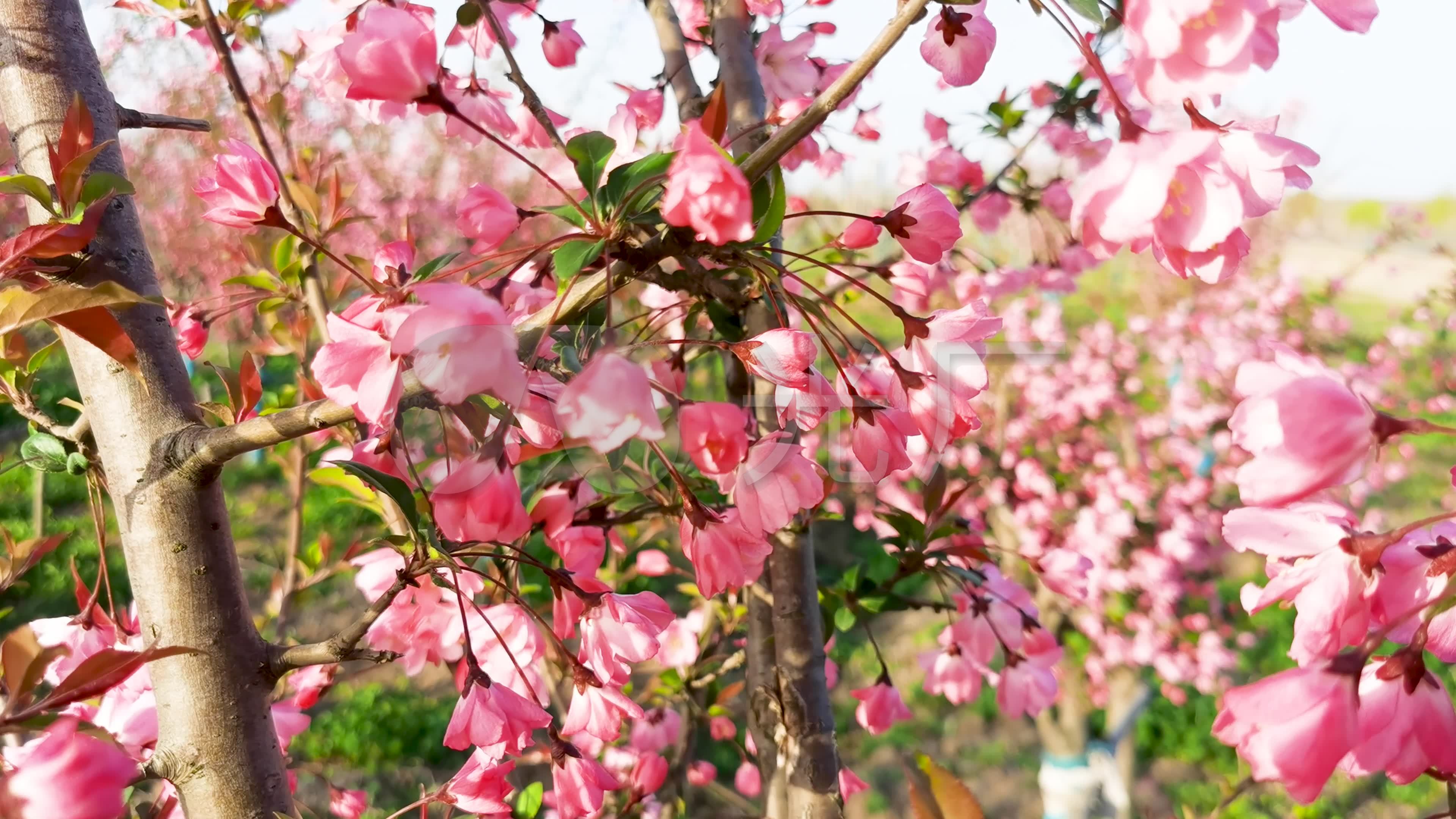 春天公园海棠花开