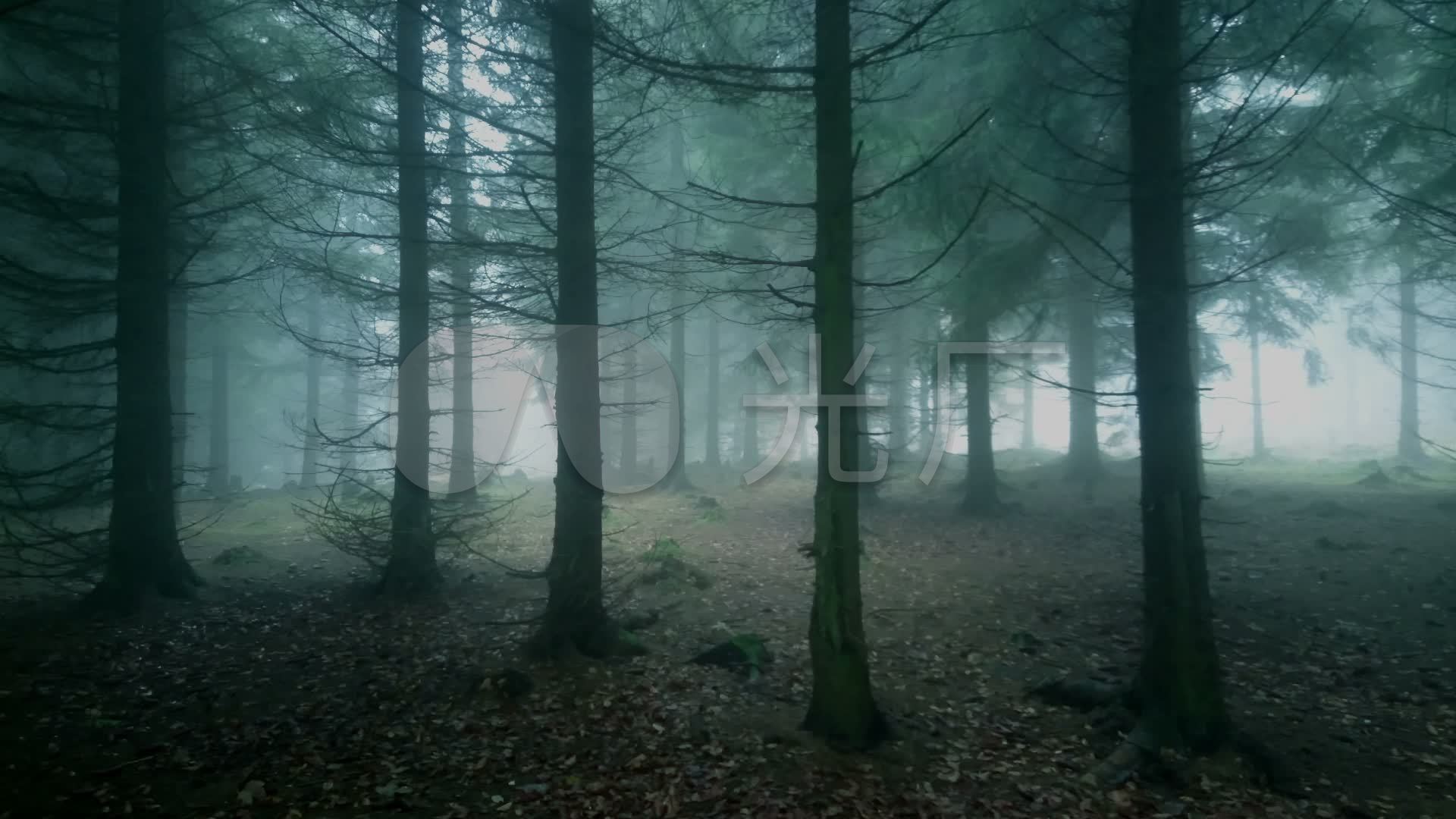 雾蒙蒙的森林_1920x1080_高清视频素材下载(编号:)
