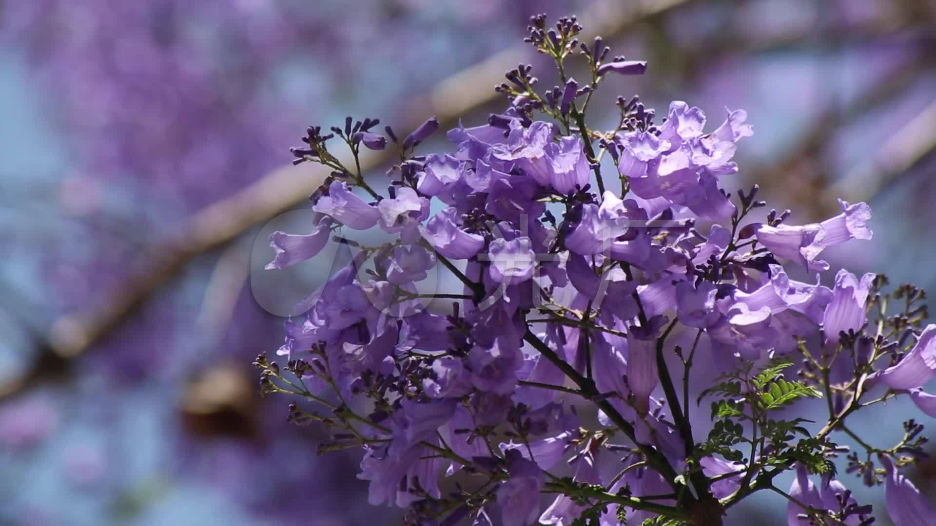 蓝花楹2_1920x1080_高清视频素材下载(编号:5703284)_实拍视频_vj师网
