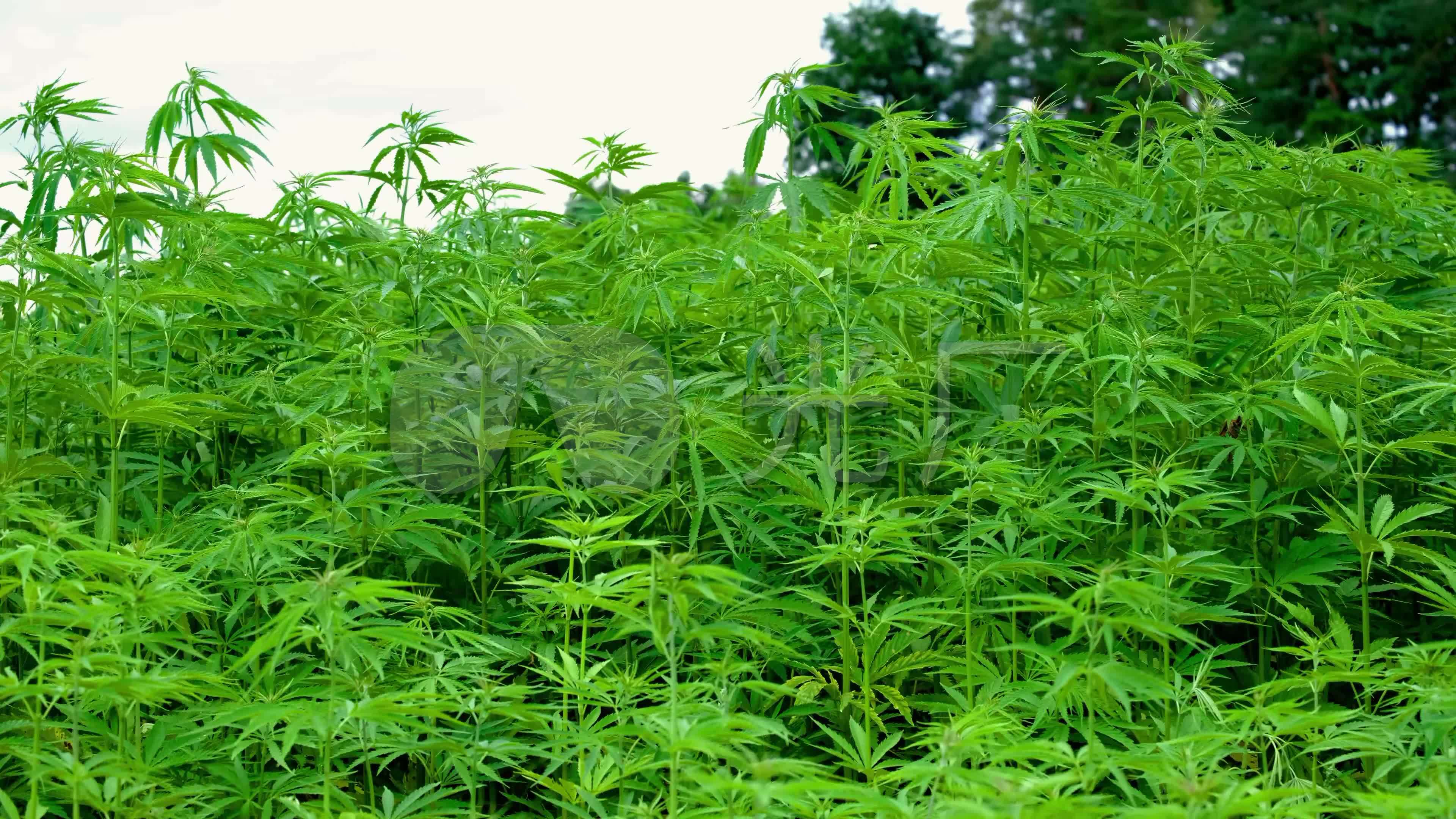 工业大麻麻火麻植物