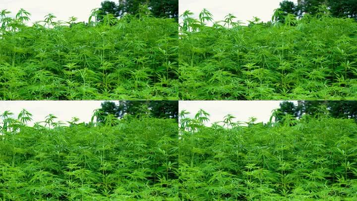 工业大麻麻火麻植物