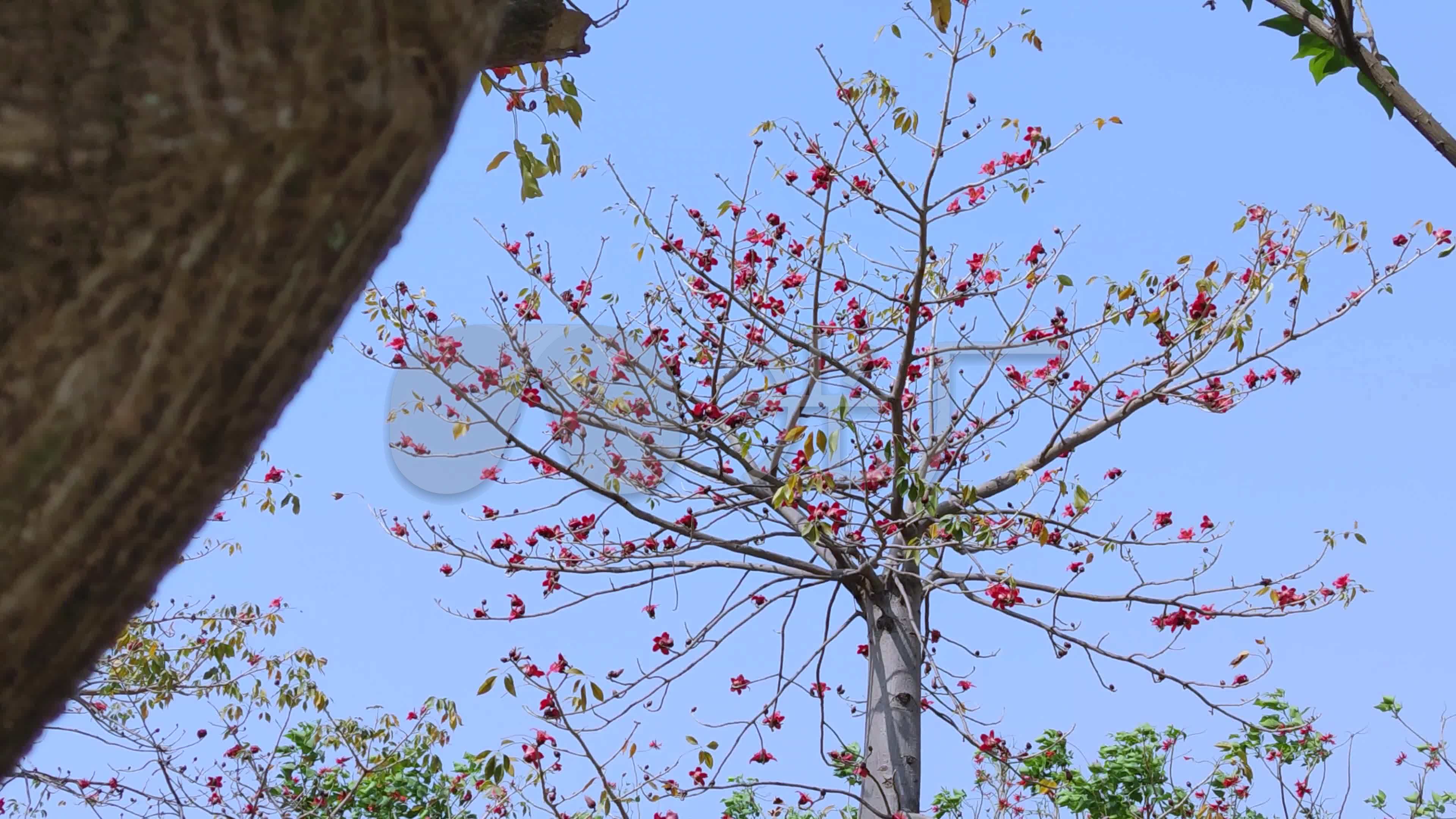 木棉花木棉树4k_3840x2160_高清视频素材下载(编号:)