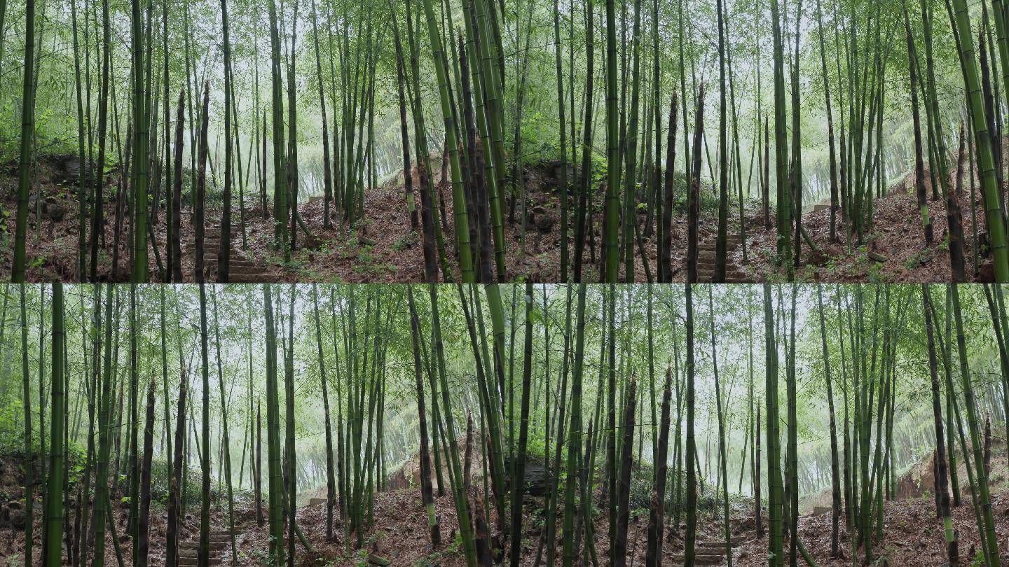 4k下雨潮湿春天春雨竹林竹子风景自然绿色森林