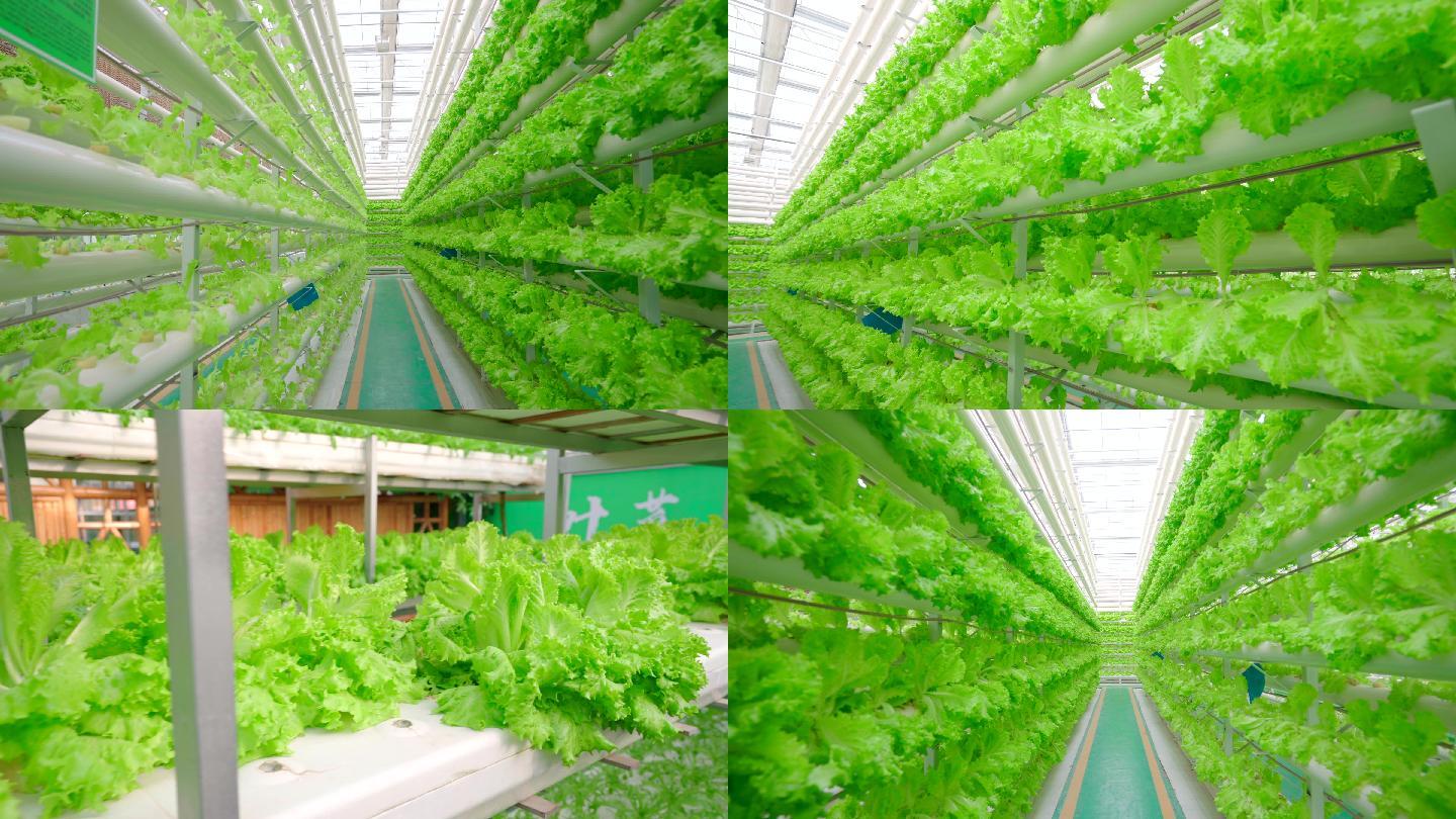 4k生菜种植温室大棚科技农业无土栽培