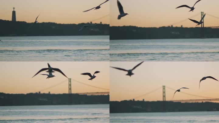 4k 海鸥 飞翔  慢动作 日落 大海 海面 航拍大海 鸟 海洋 夕阳 唯美